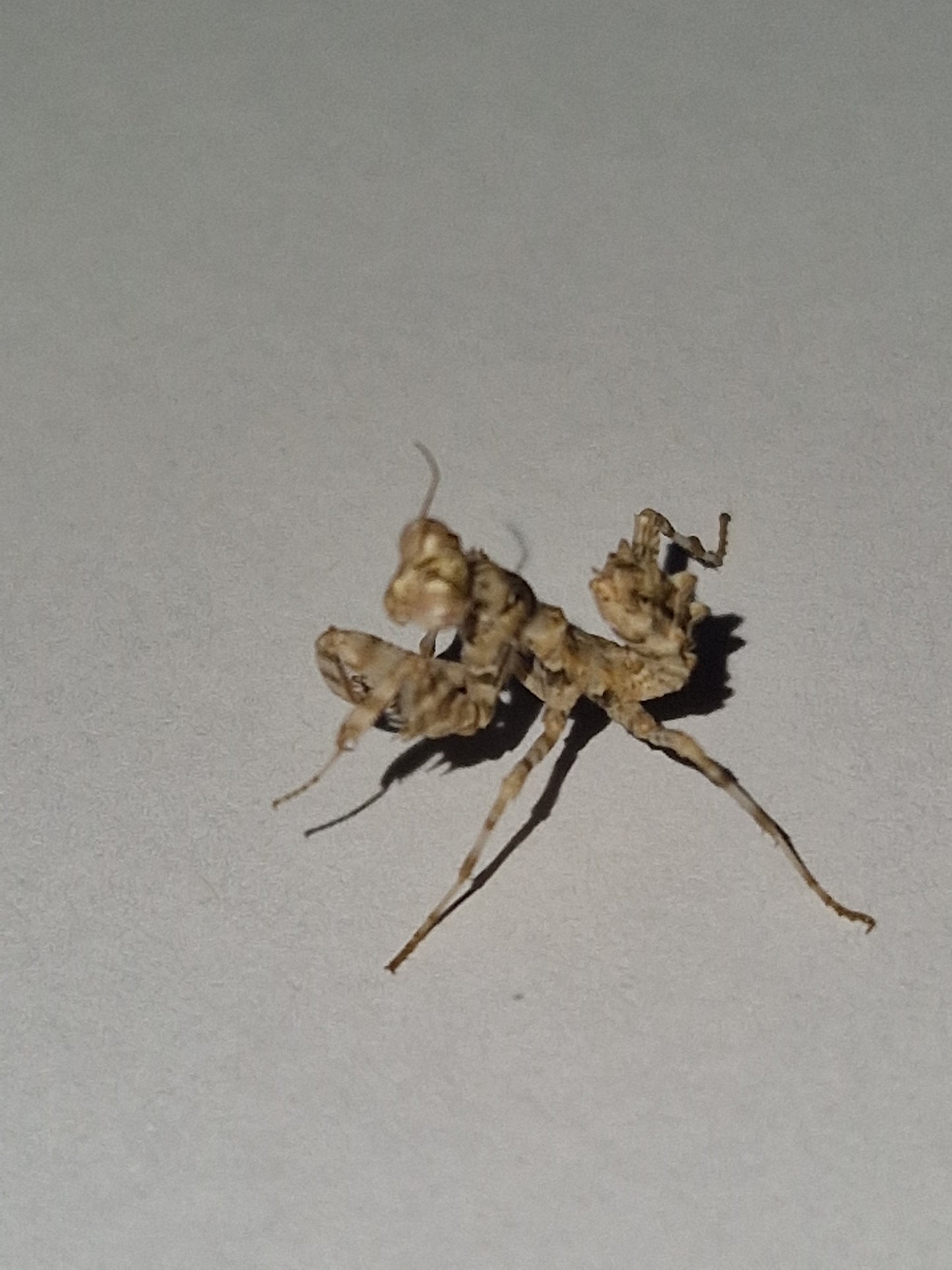 Blepharopsis Mendica