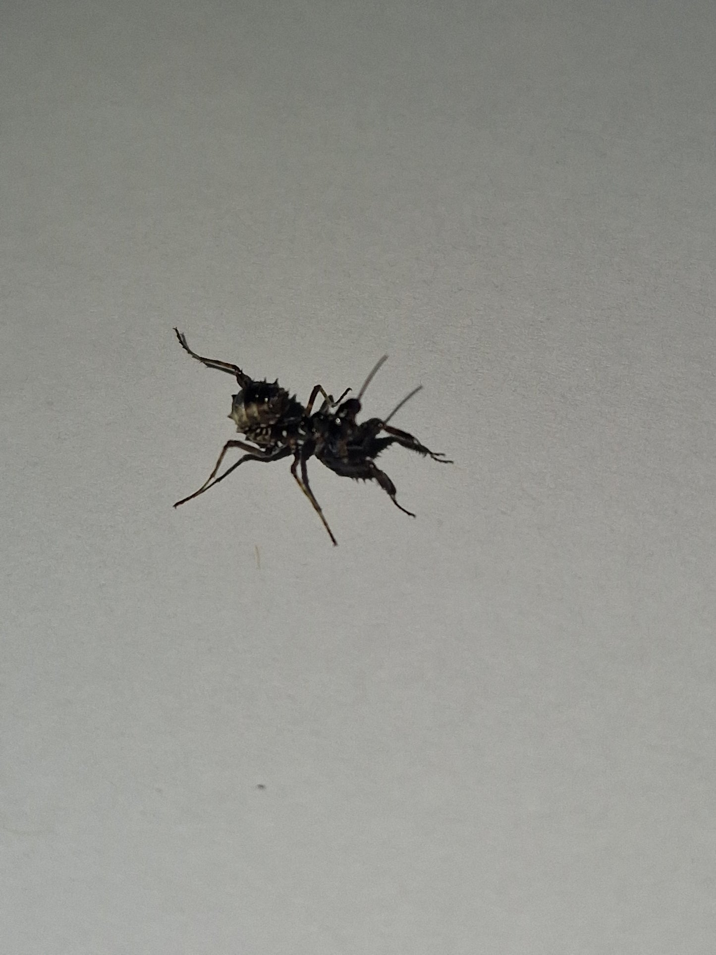 Pseudocreobotra wahlbergii