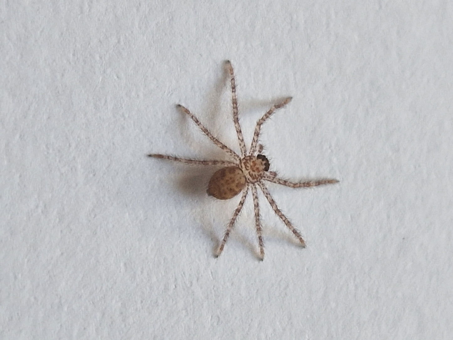 Barylestis variatus