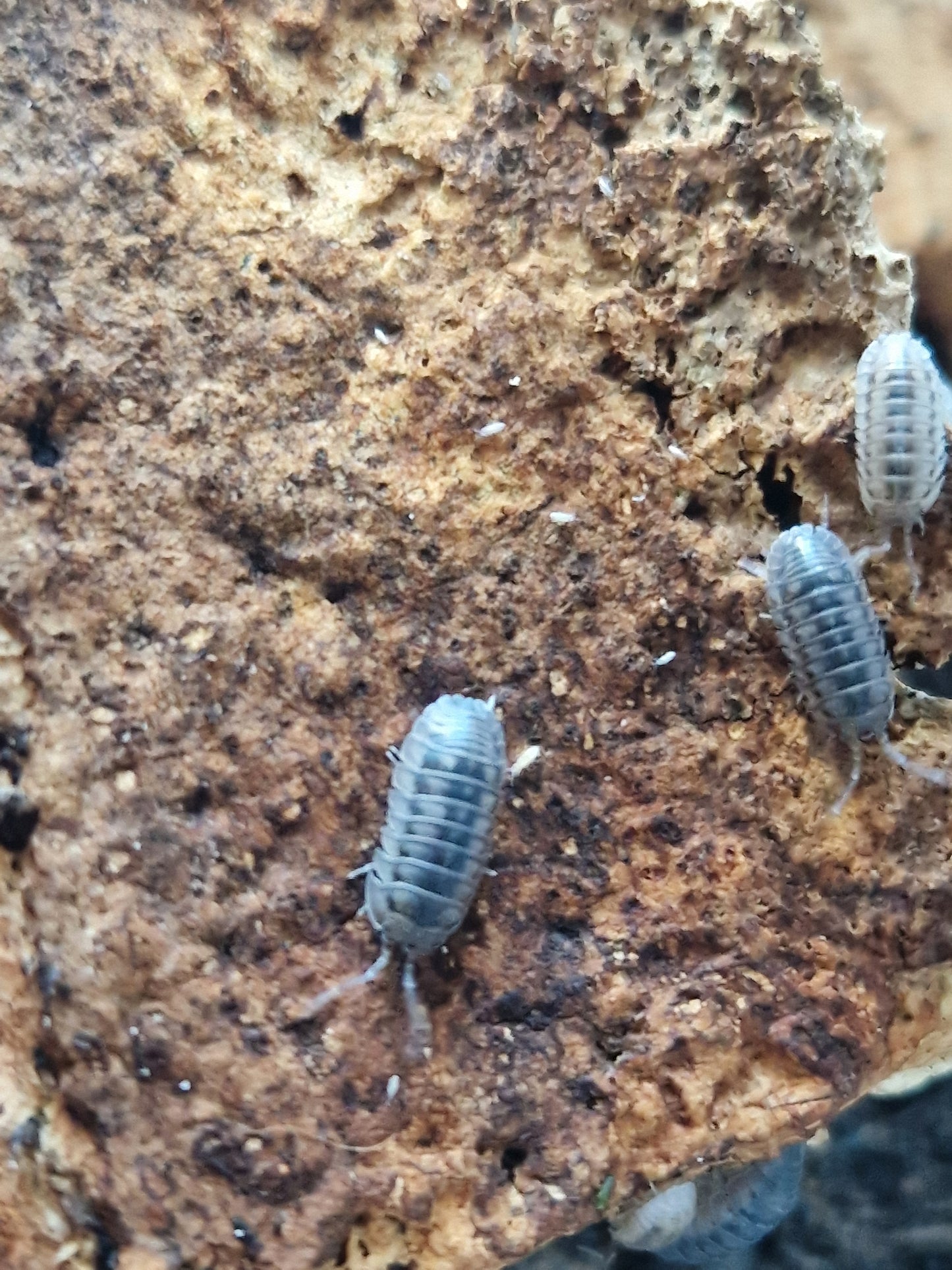 Armadillidium stagnoense