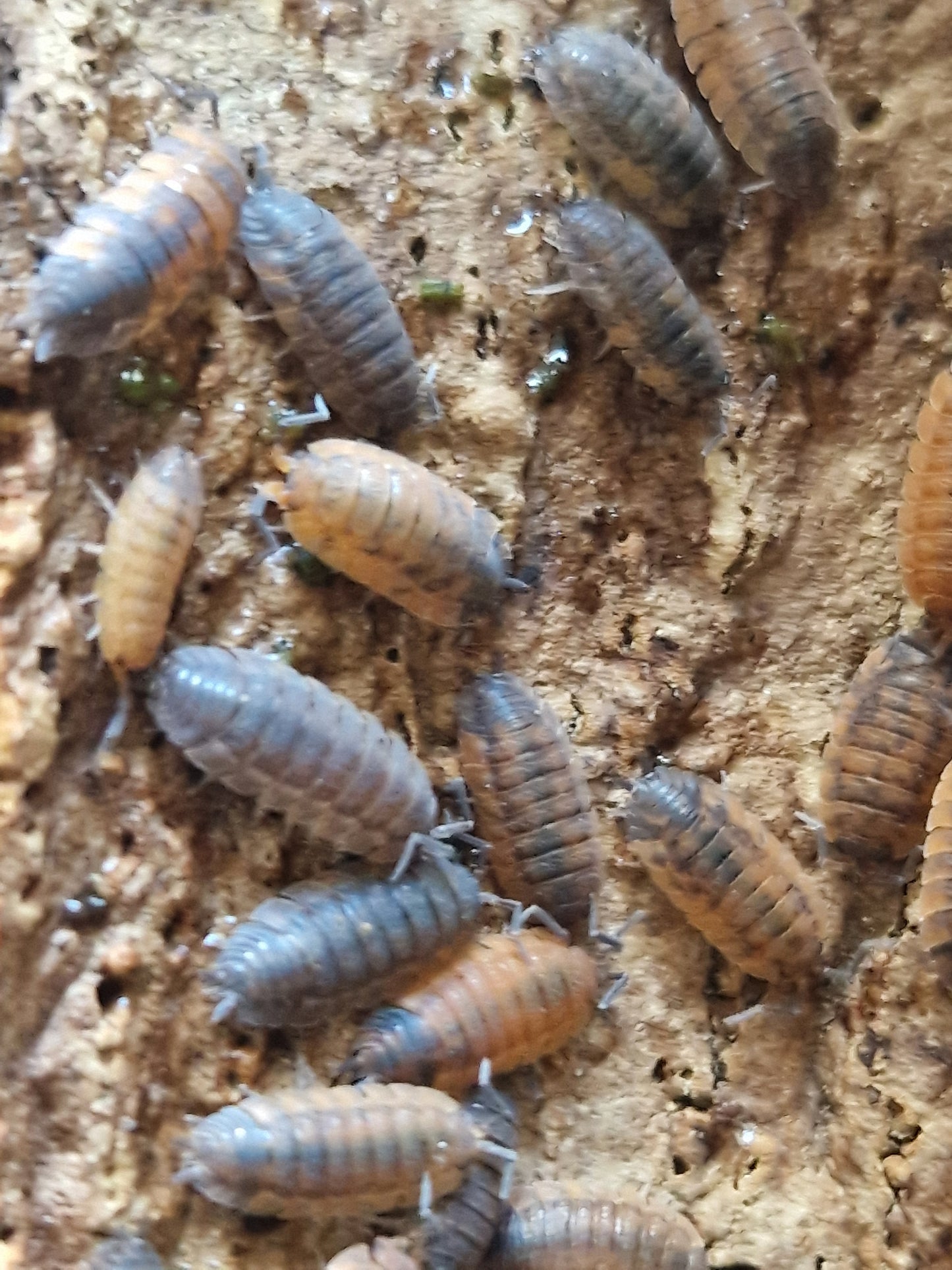Porcellio scaber lava