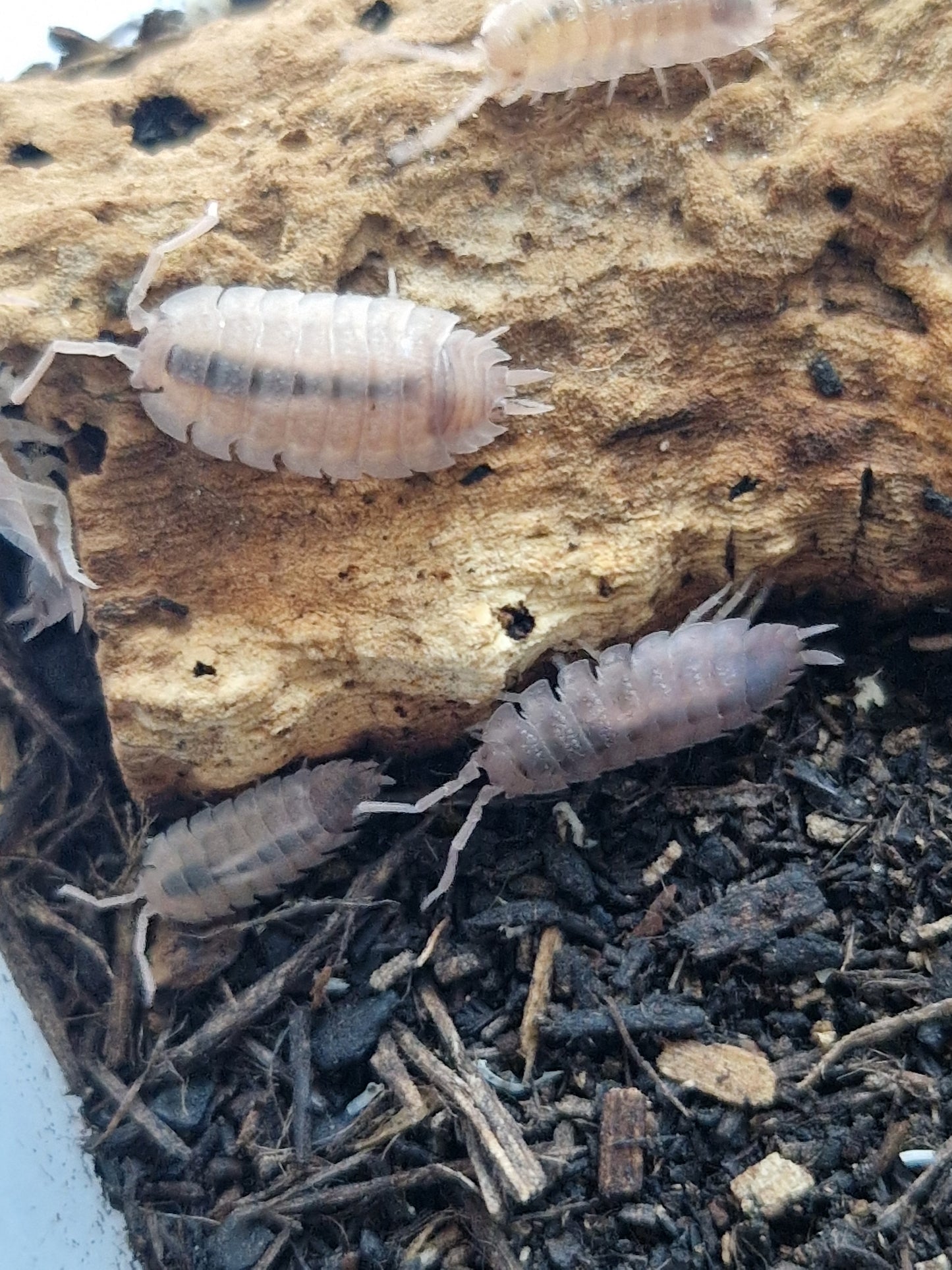 Porcellio scaber ghost
