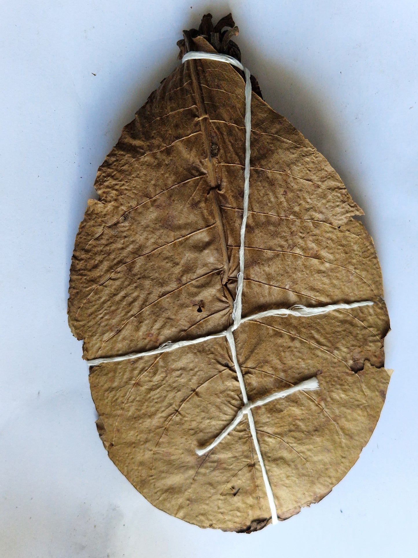 Feuille de catappa