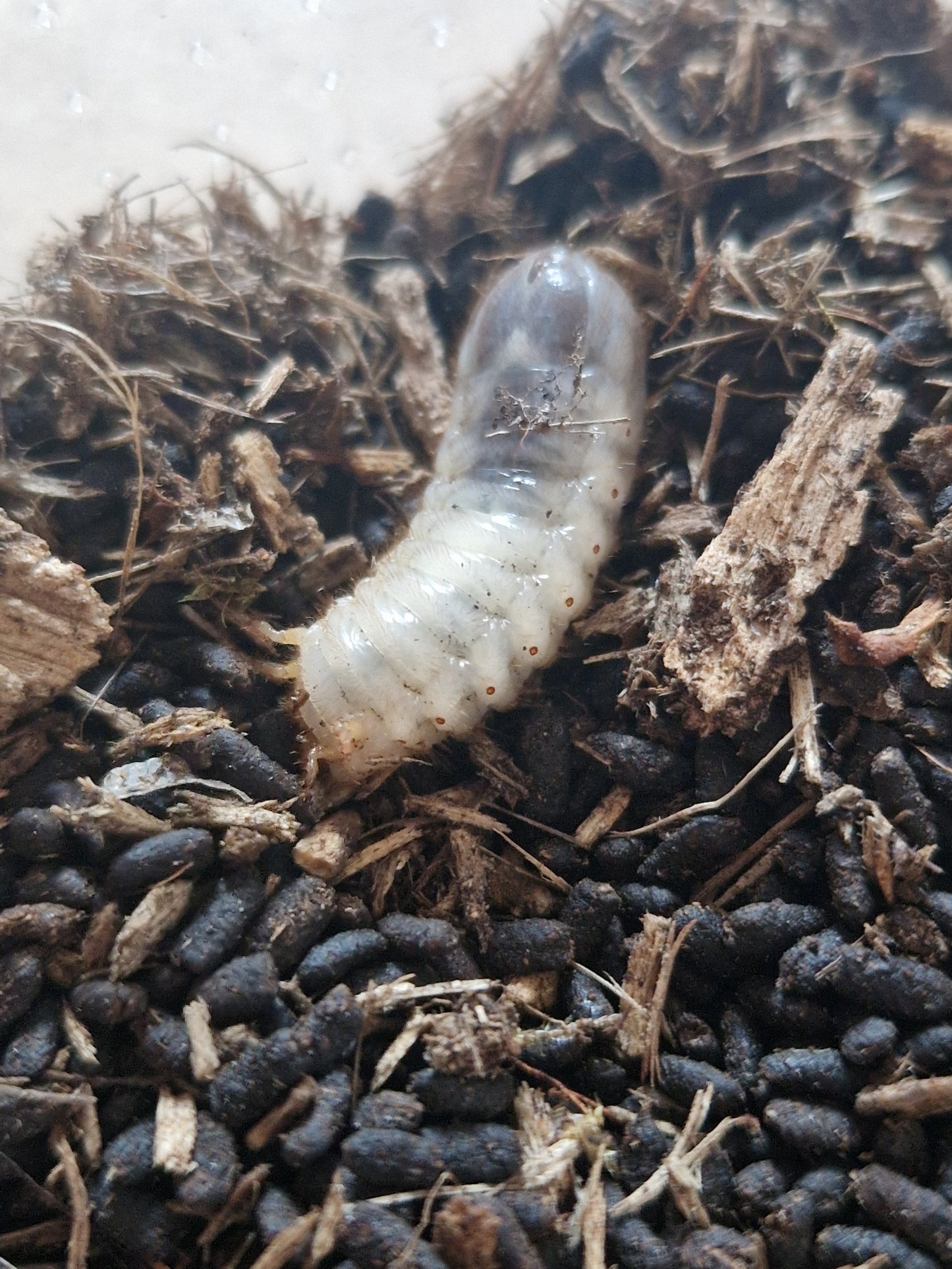 Chlorocala africana camerunica