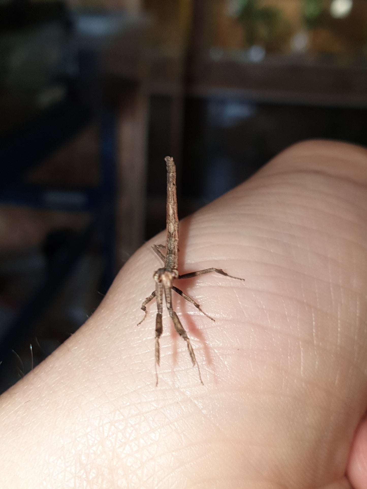 Popa Spurca
