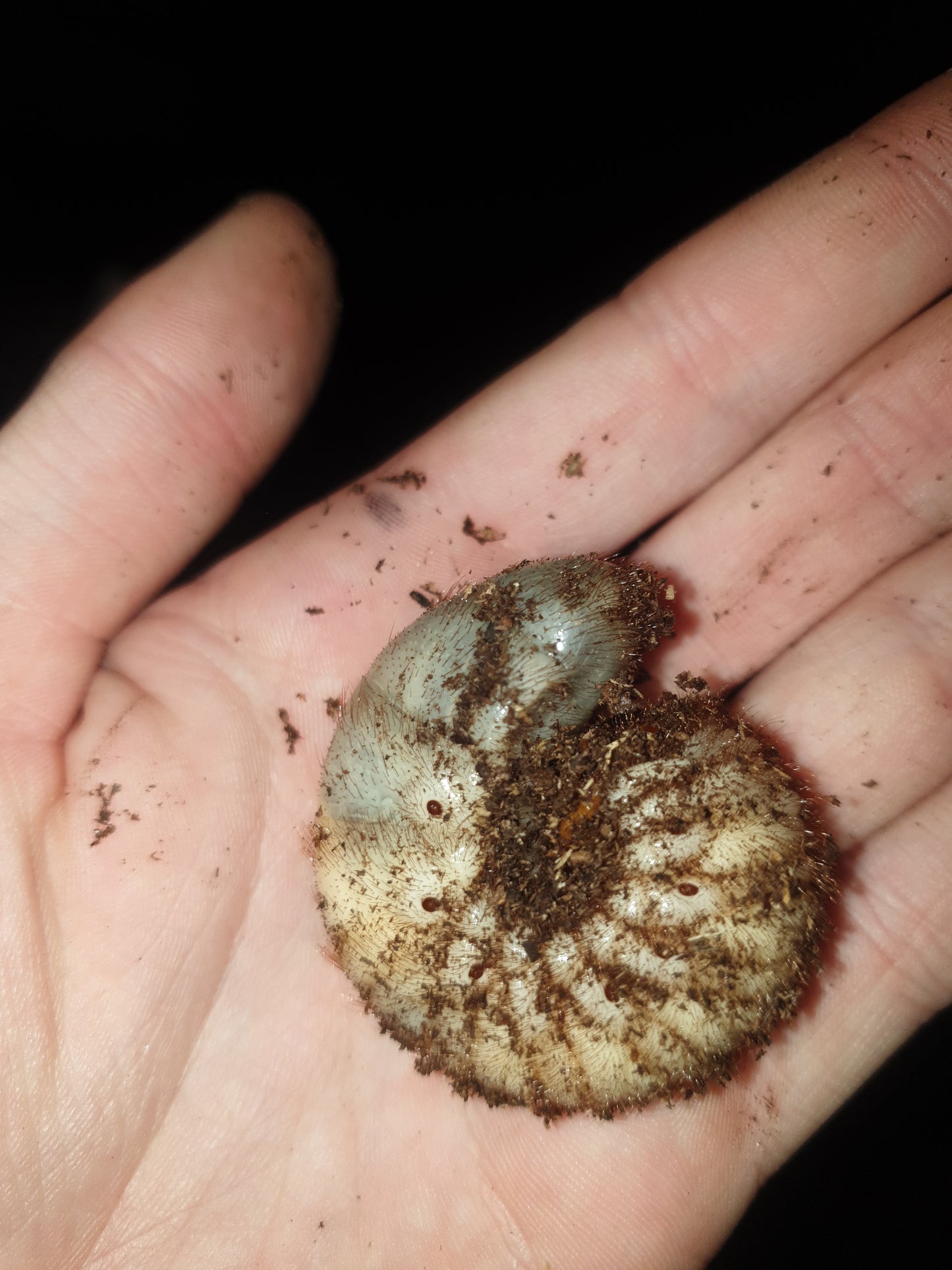 Xylotropes (plusieurs espèces)