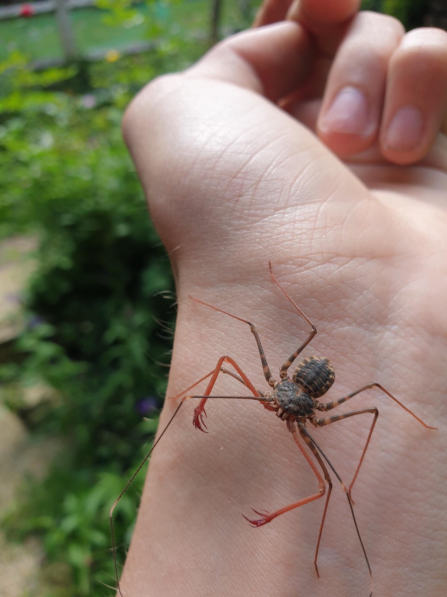 Euphrynichus bacillifer
