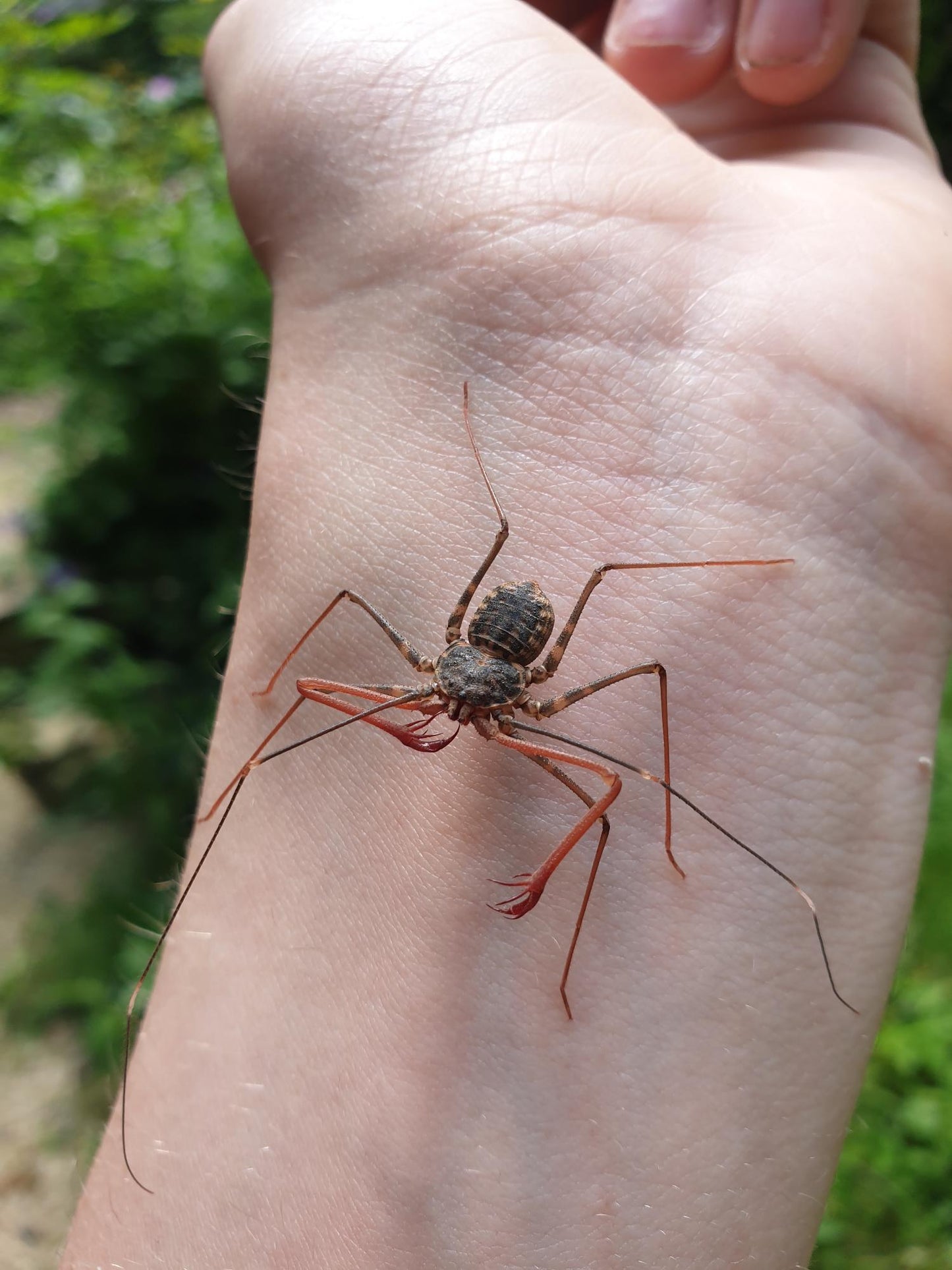 Euphrynichus bacillifer