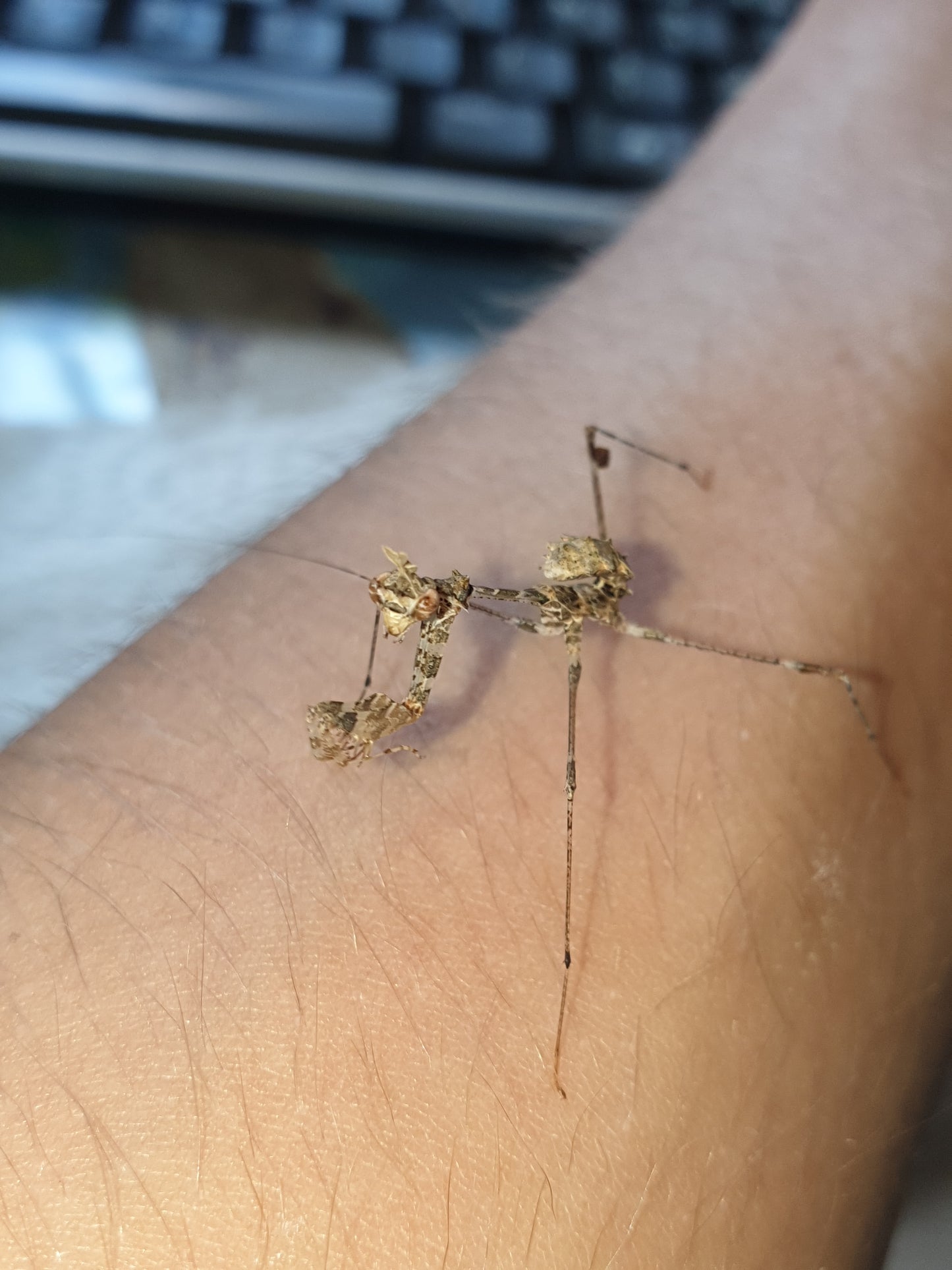 Sybilla Pretiosa