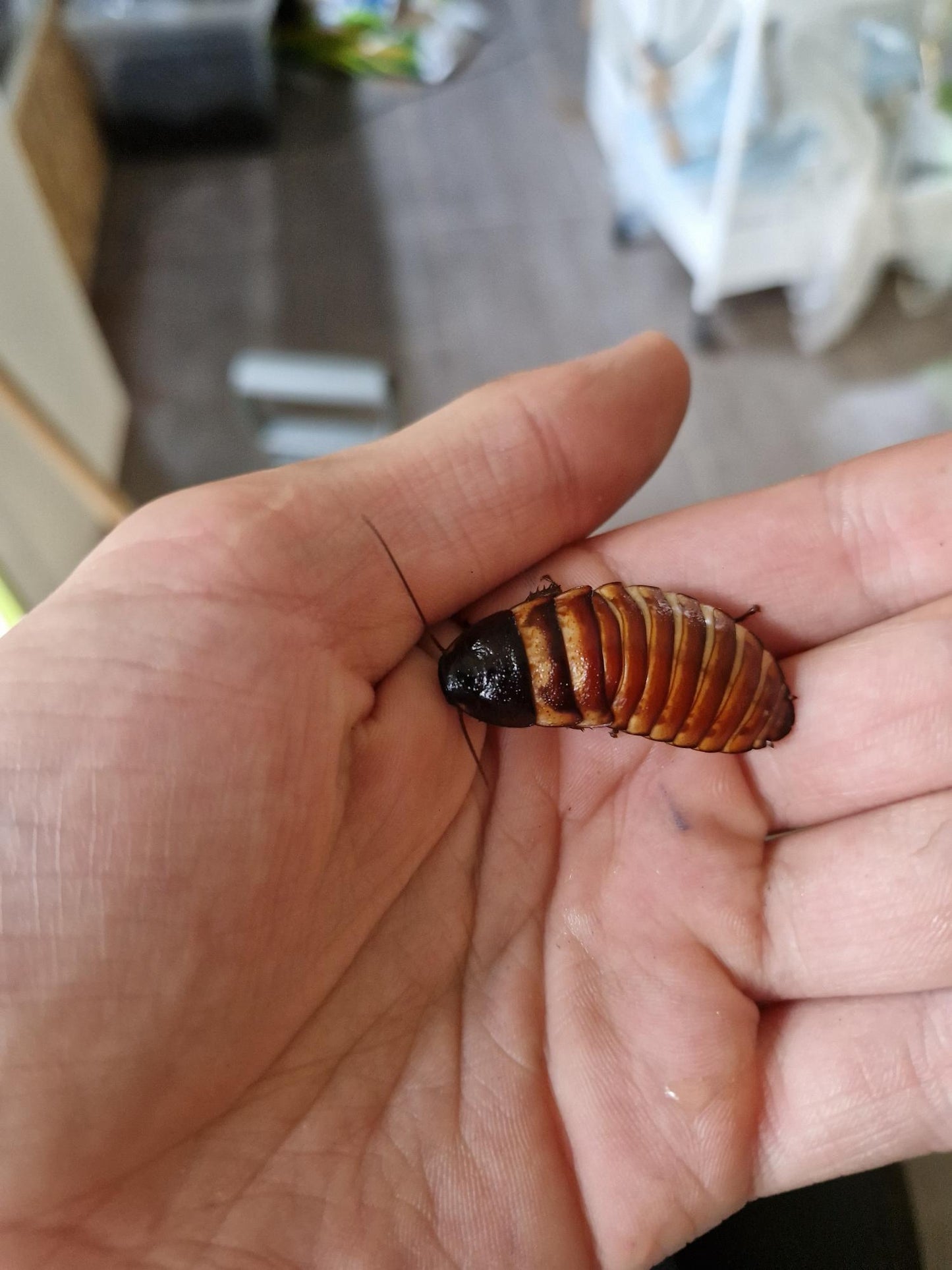 Elliptorhina Chopardi