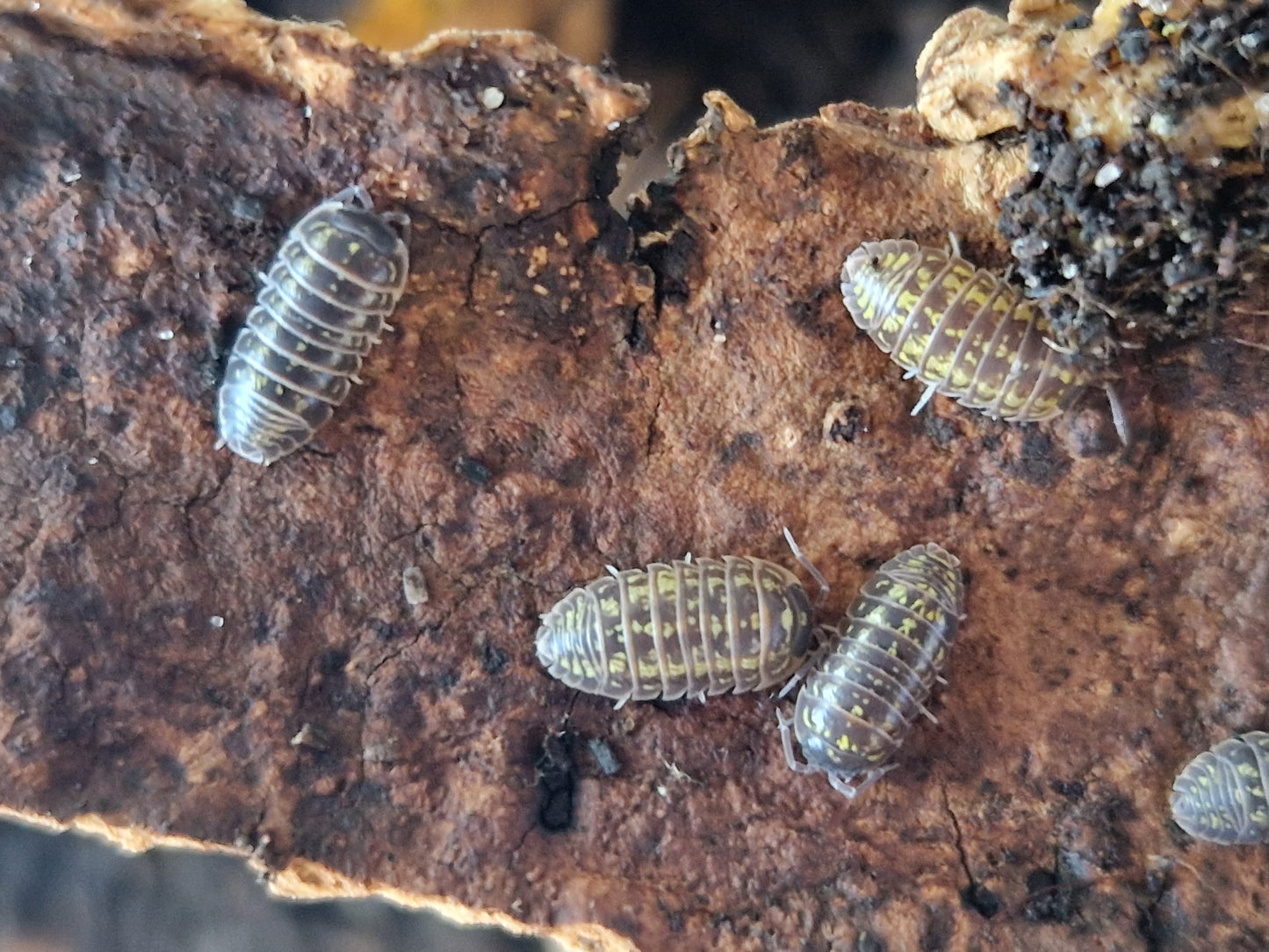 Armadillidium versicolor slovenia