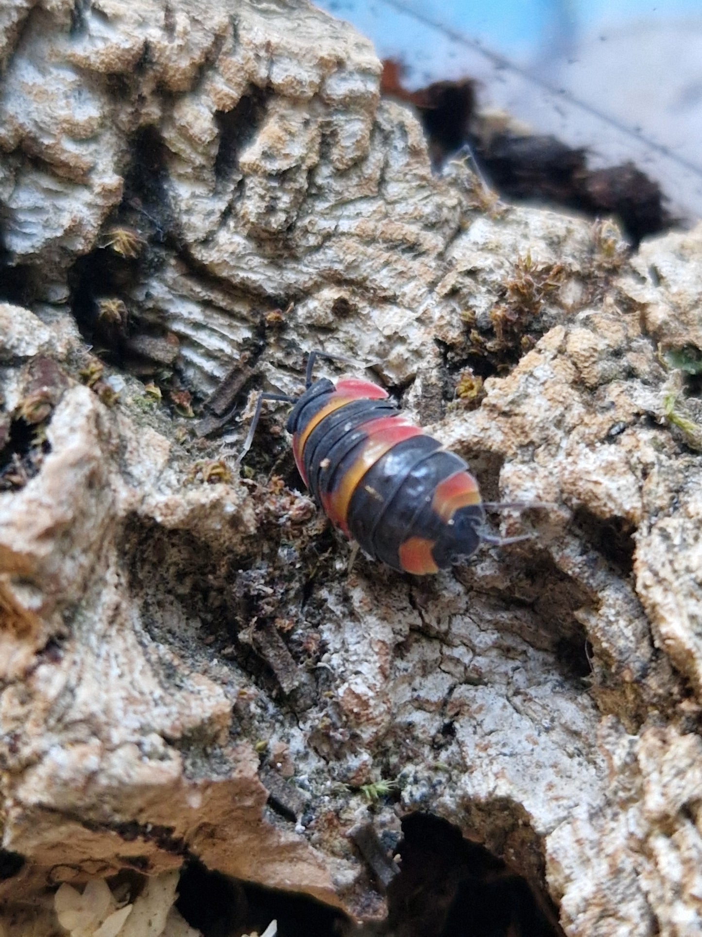 Merulanella sp. Tricolor