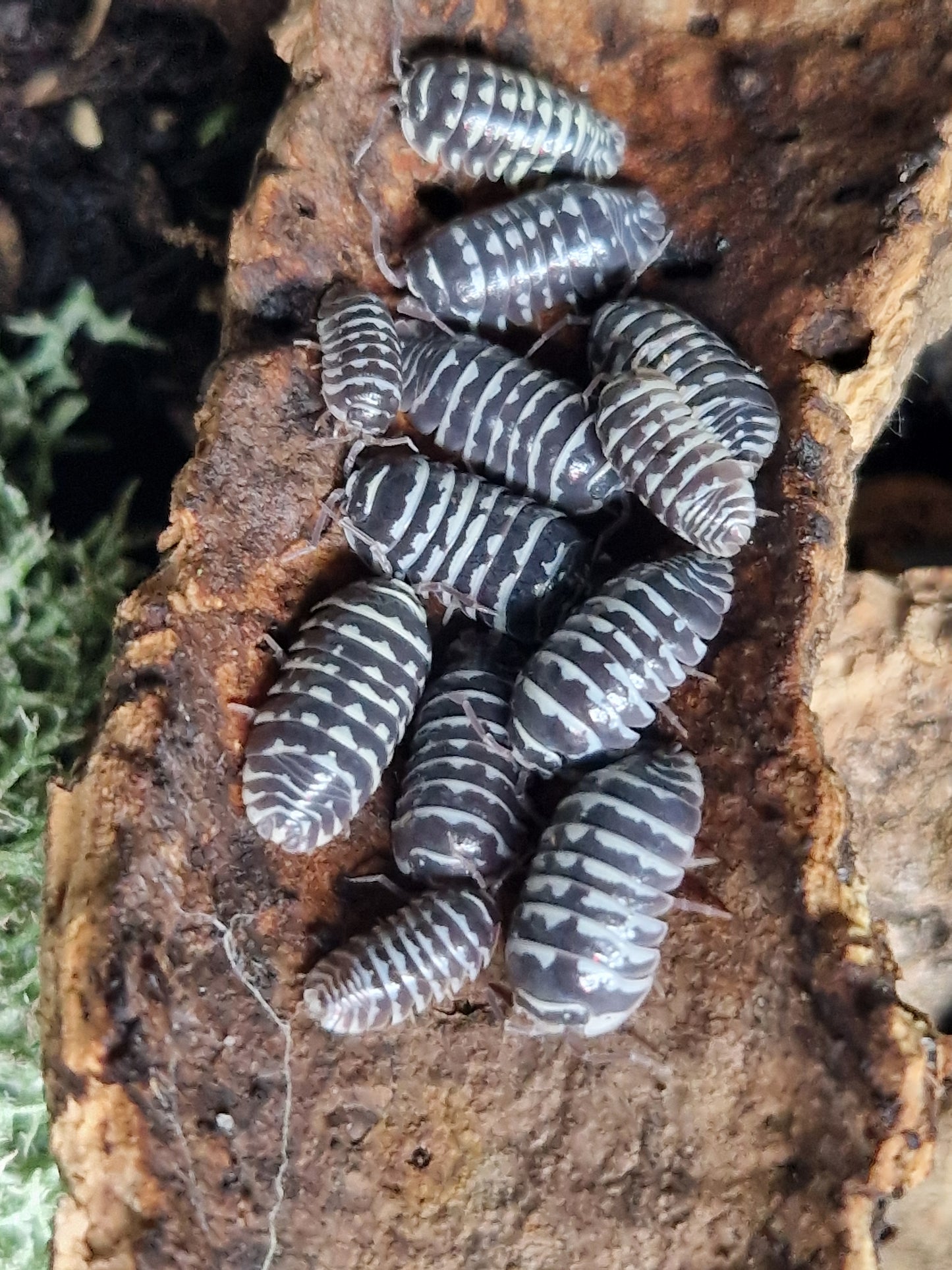 Armadillidium Maculatum Zebra