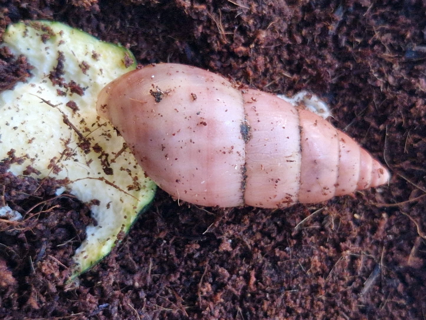 Limicolaria sp. Red