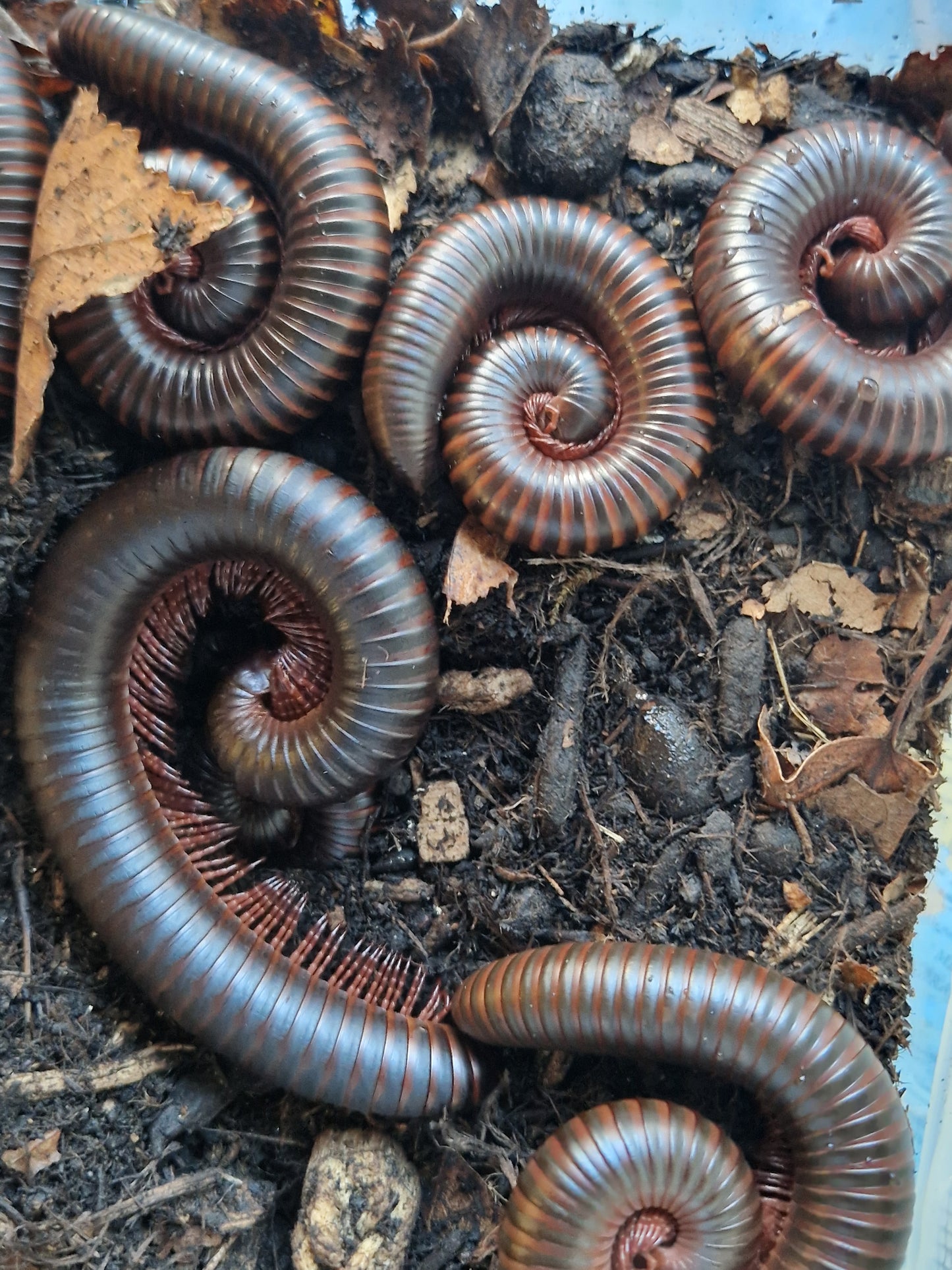 Archispirostreptus Gigas
