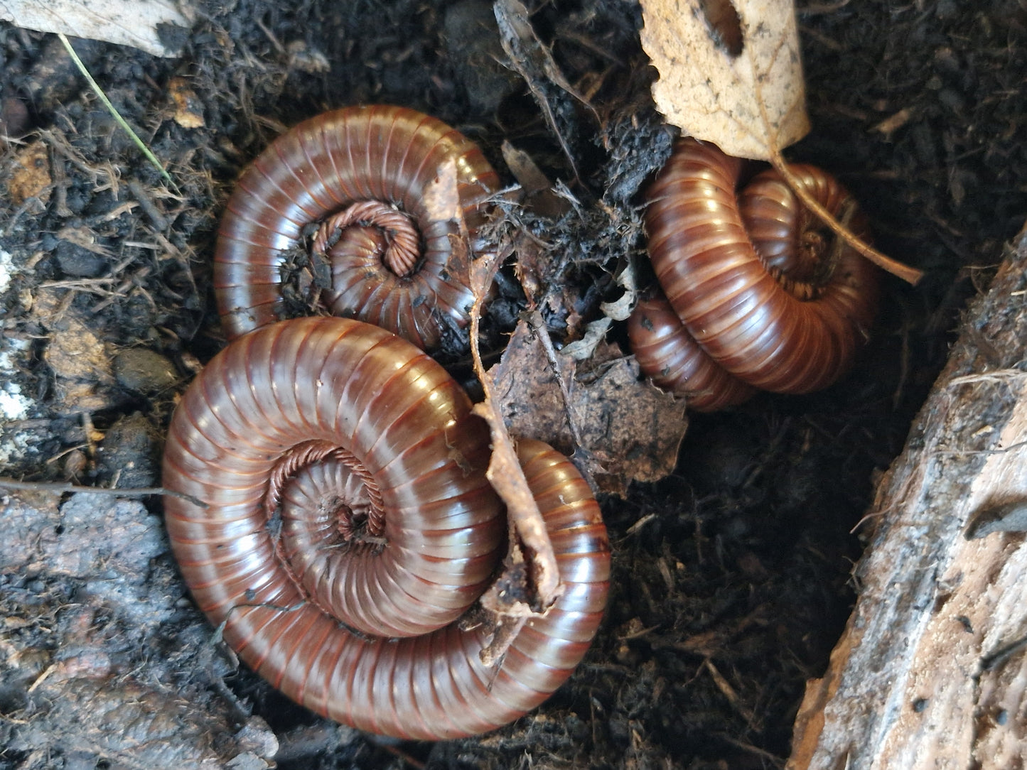 ophistreptus guineensis