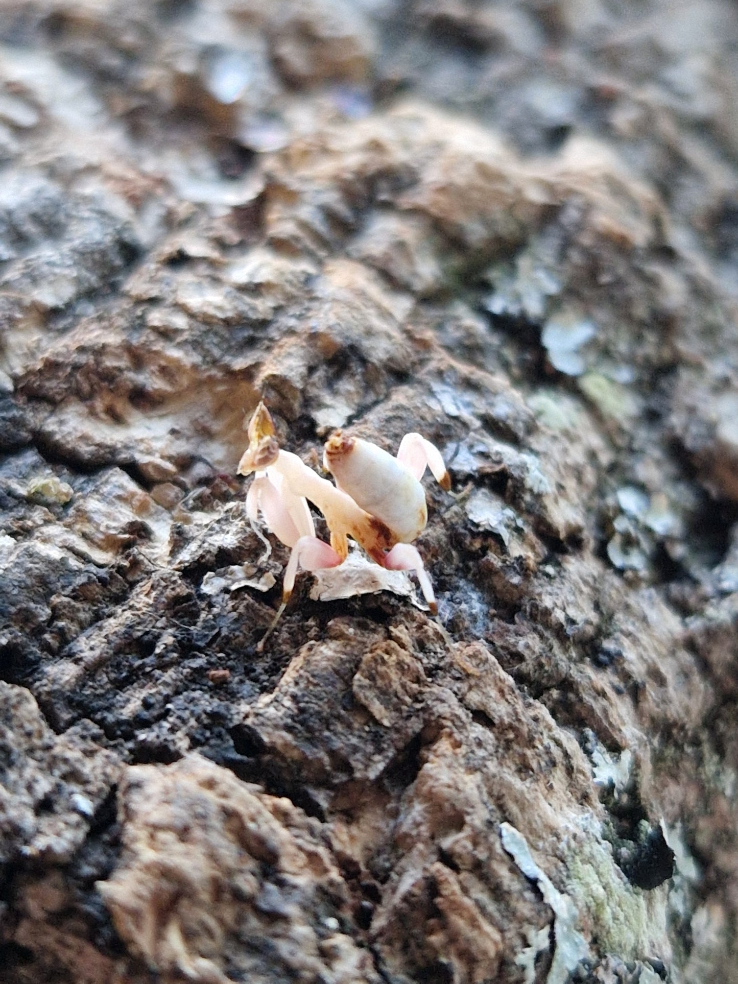 Hymenopus Coronatus