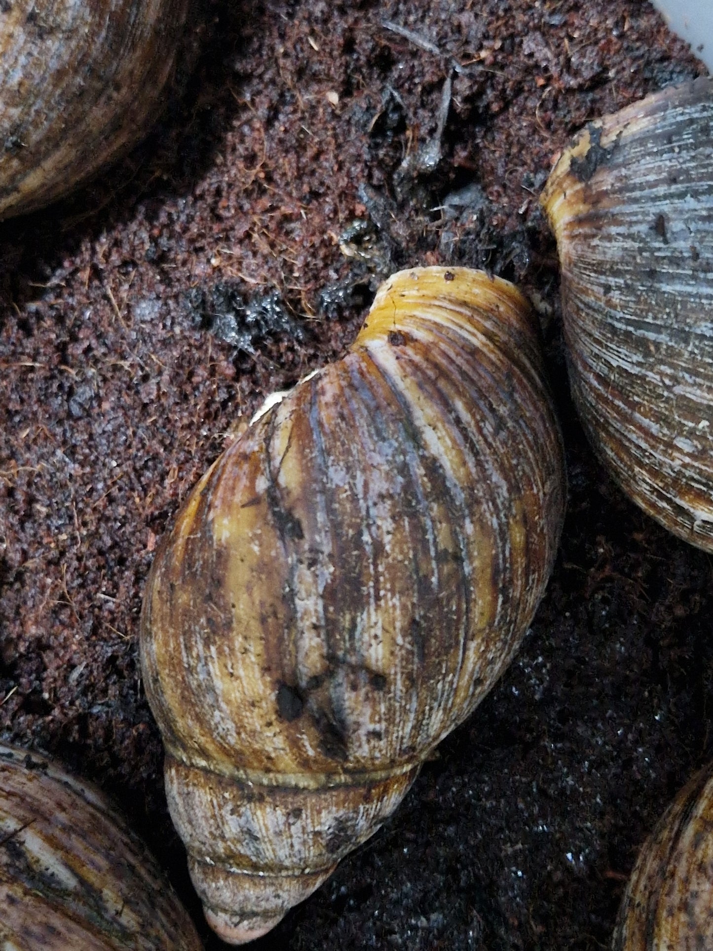Archachatina Ovum albinos WC