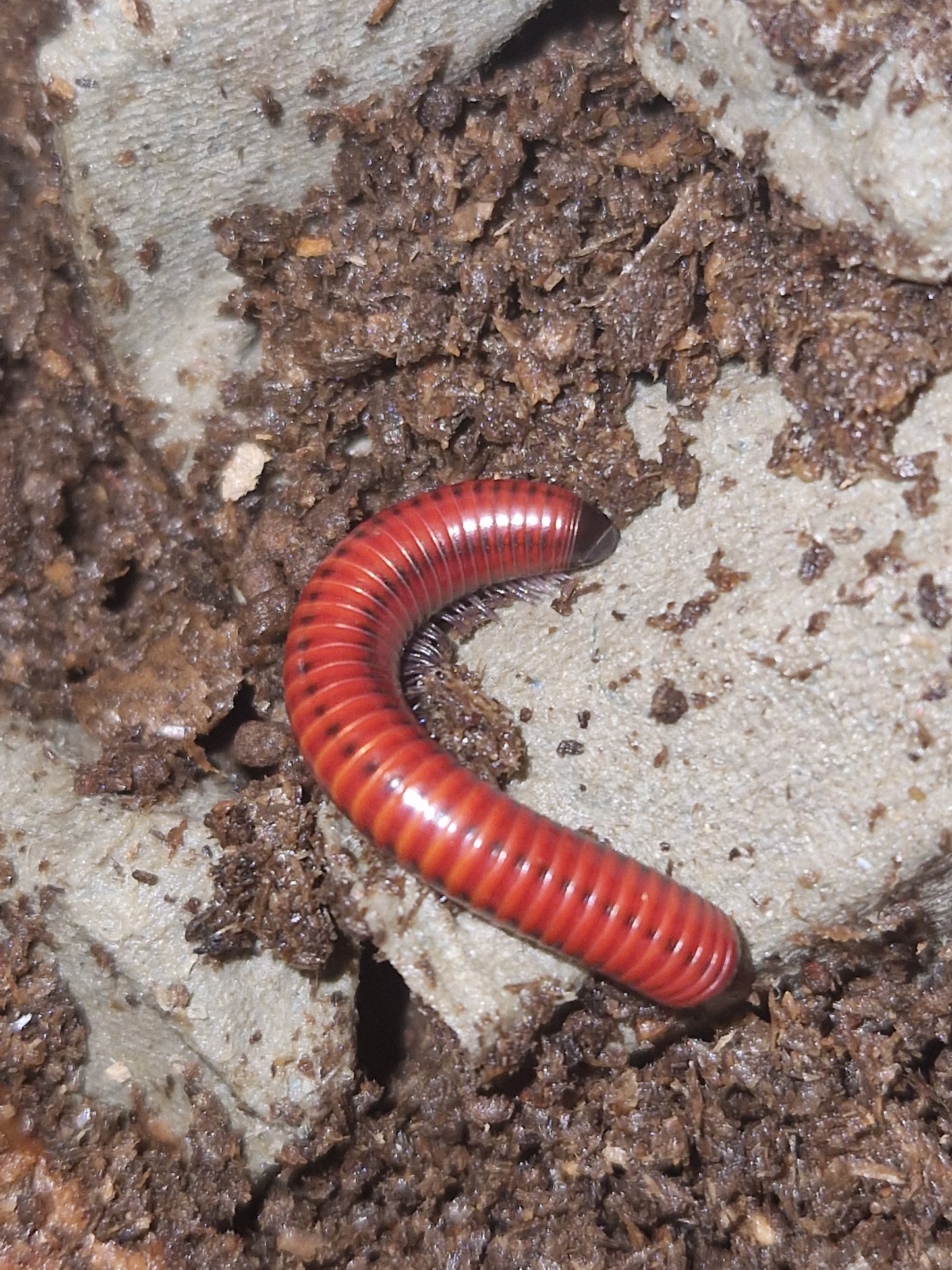 Centrobolus sp Mozambik