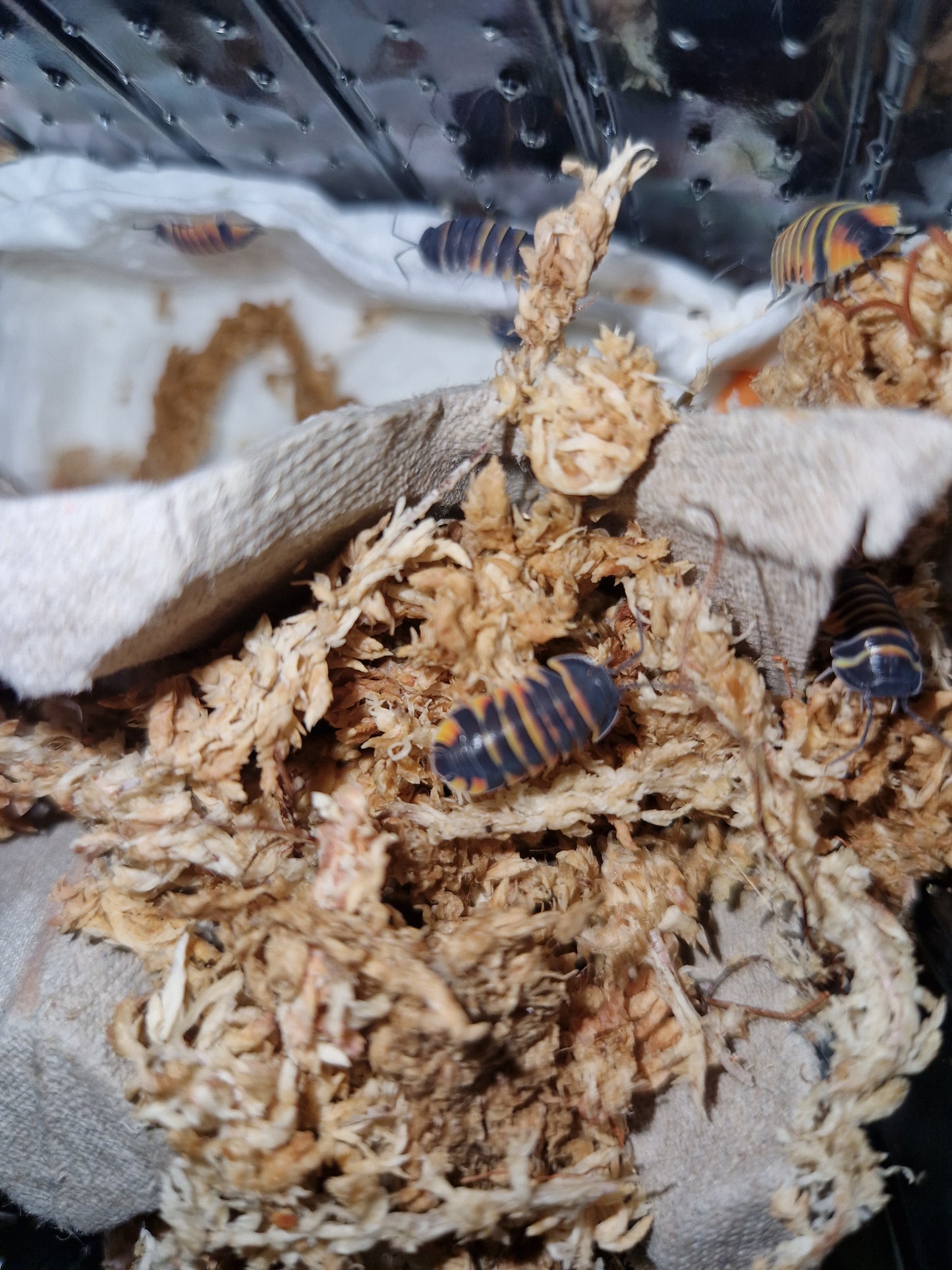 Merulanella sp Ember Bee