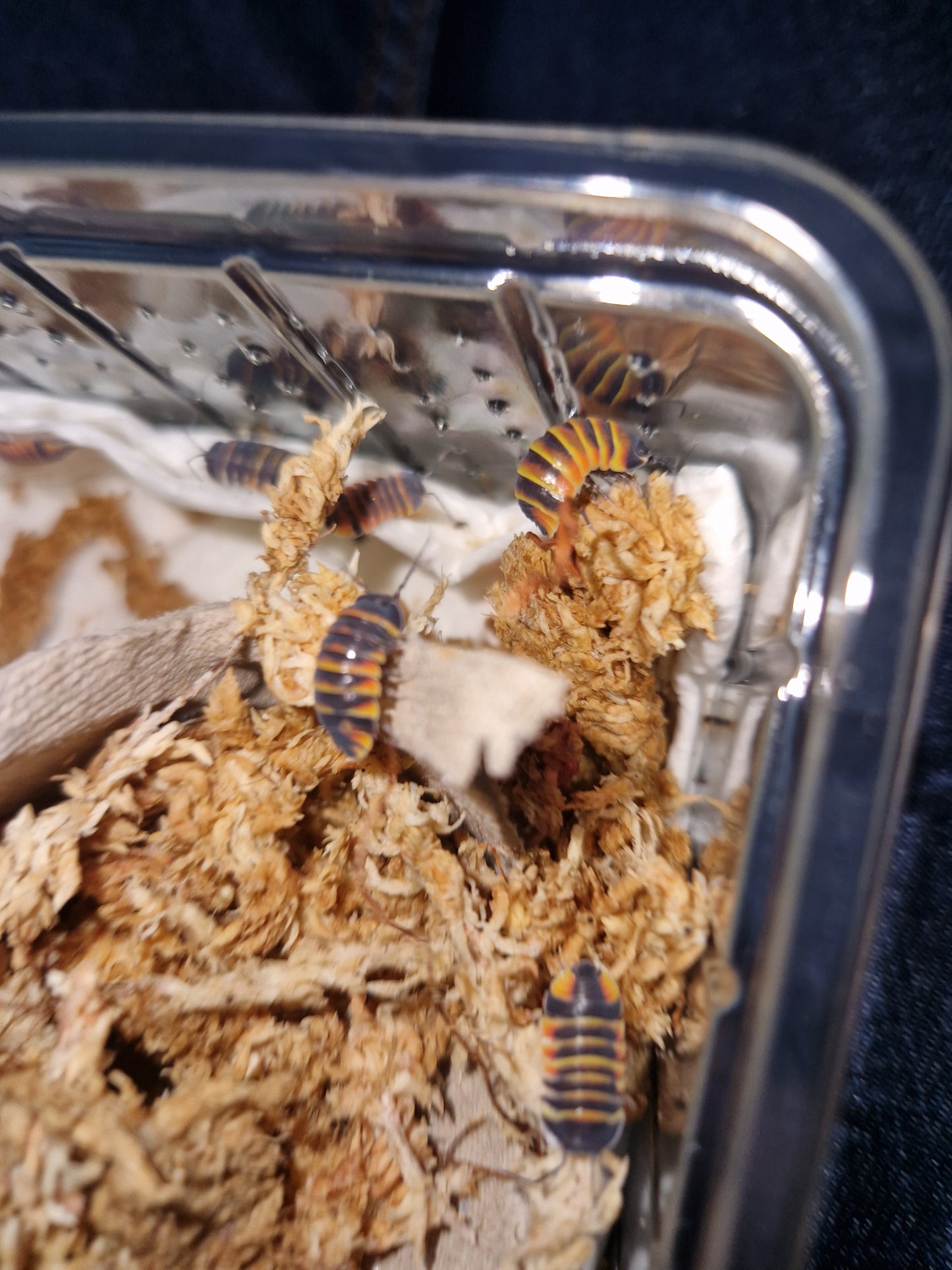 Merulanella sp Ember Bee