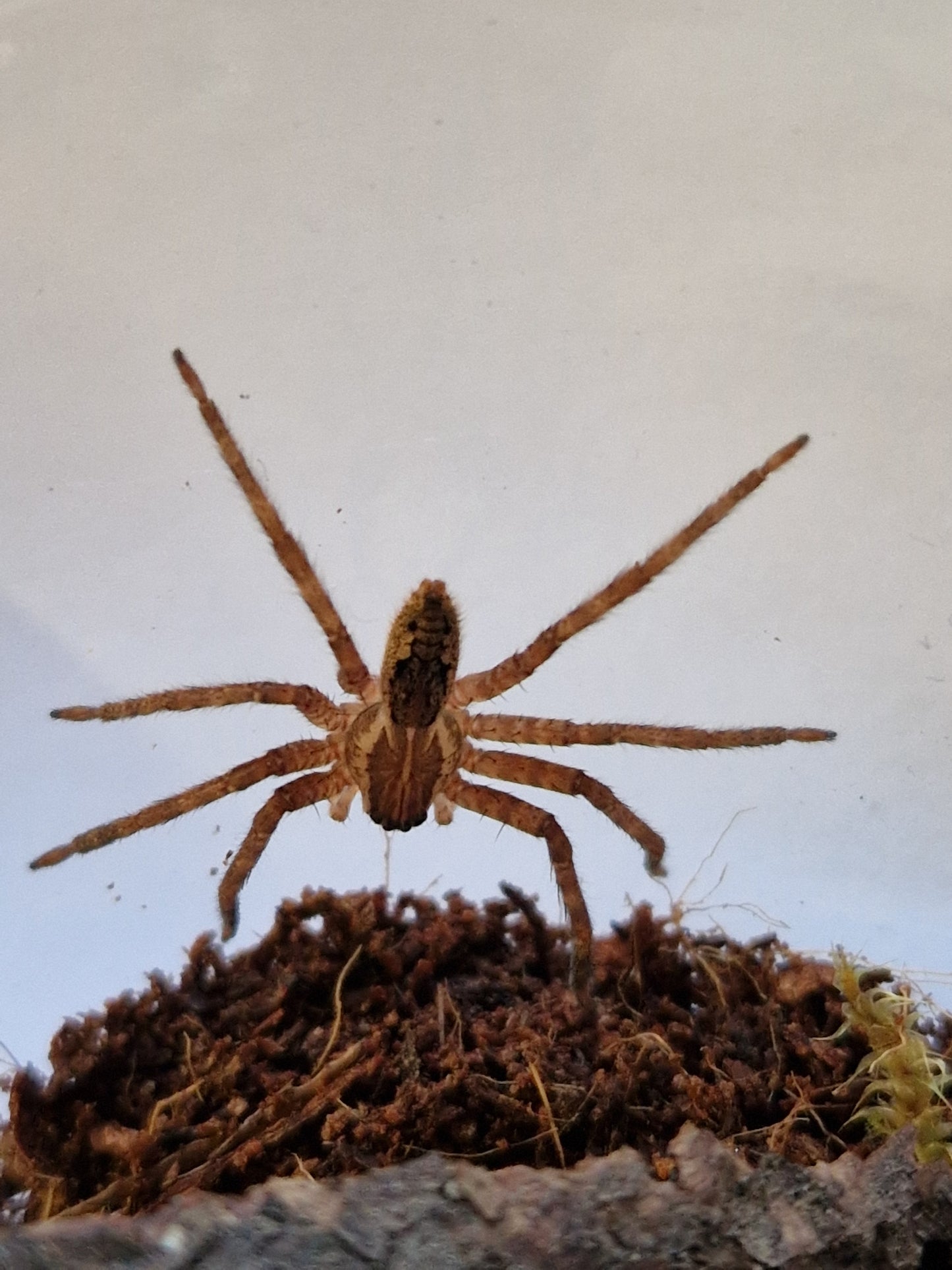 Cupiennus Coccineus
