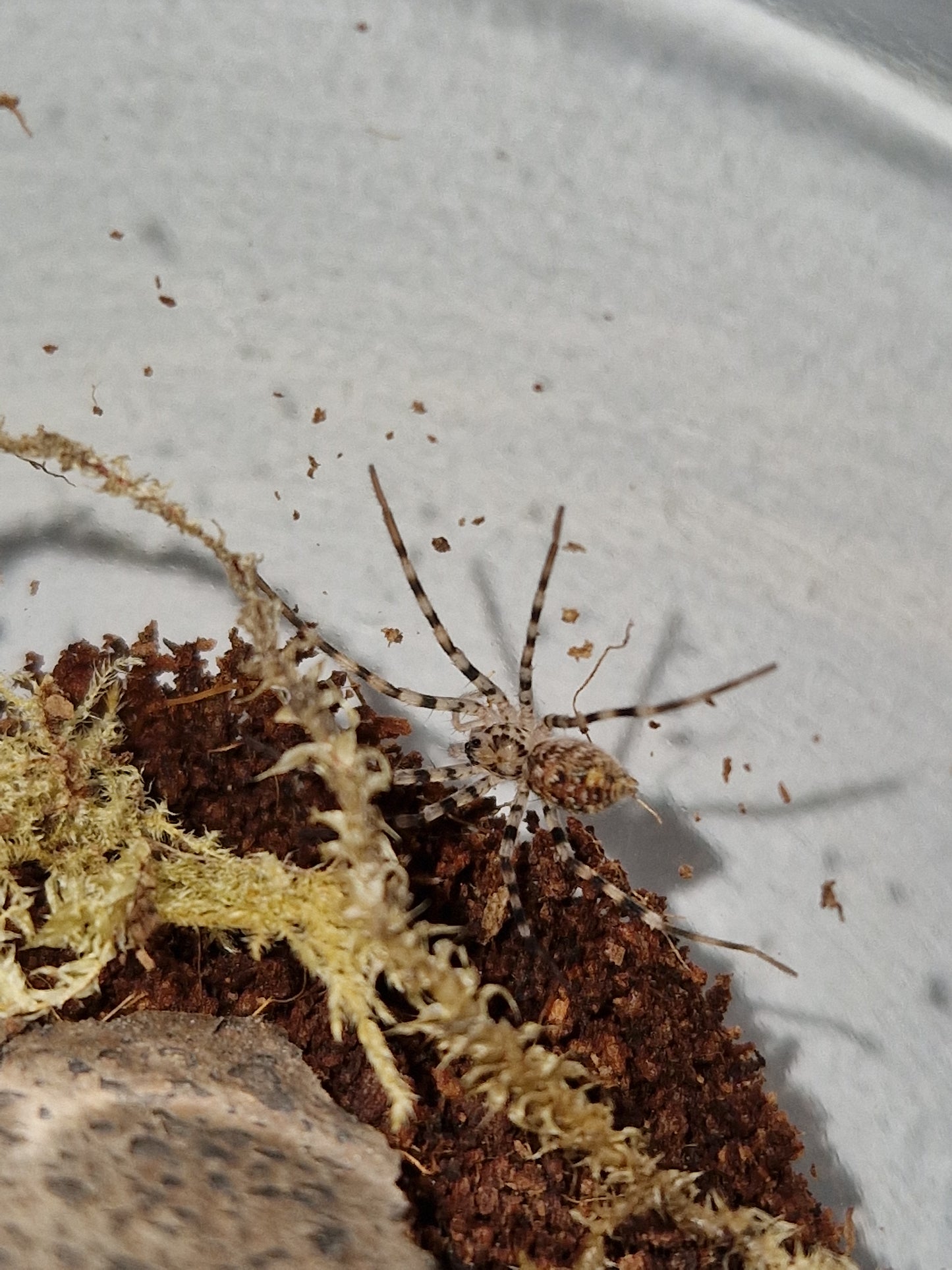 Viridasius sp. Sylvestriform