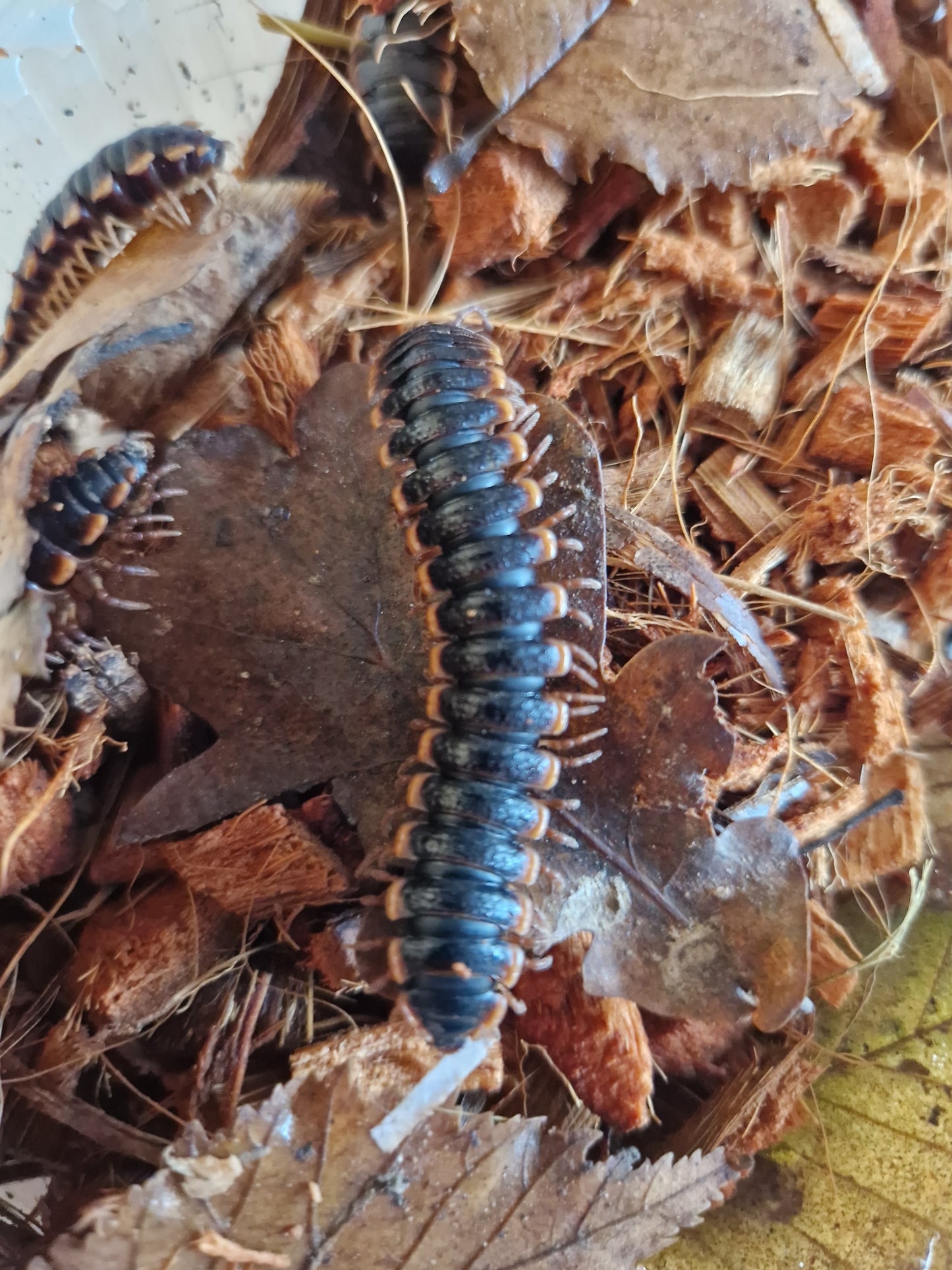 Coromus Diaphorus