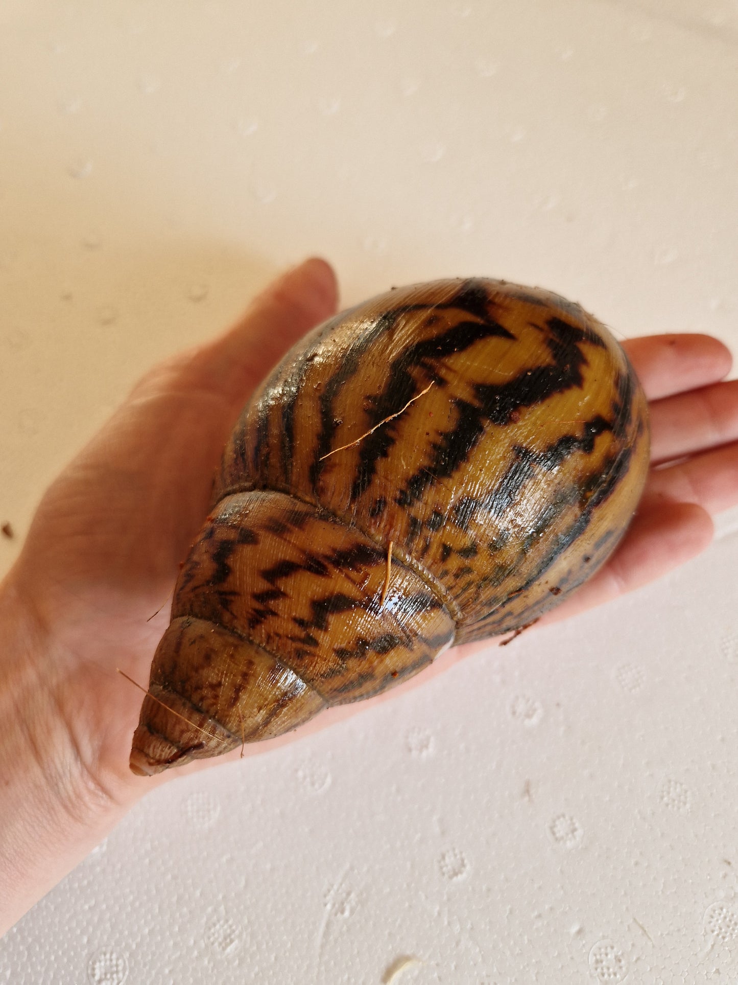 Achatina Achatina