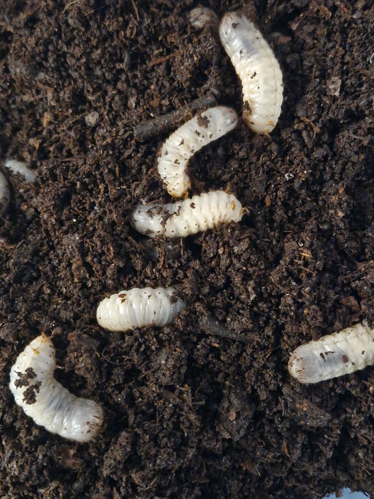 Pachnoda Sinuata Flaviventris