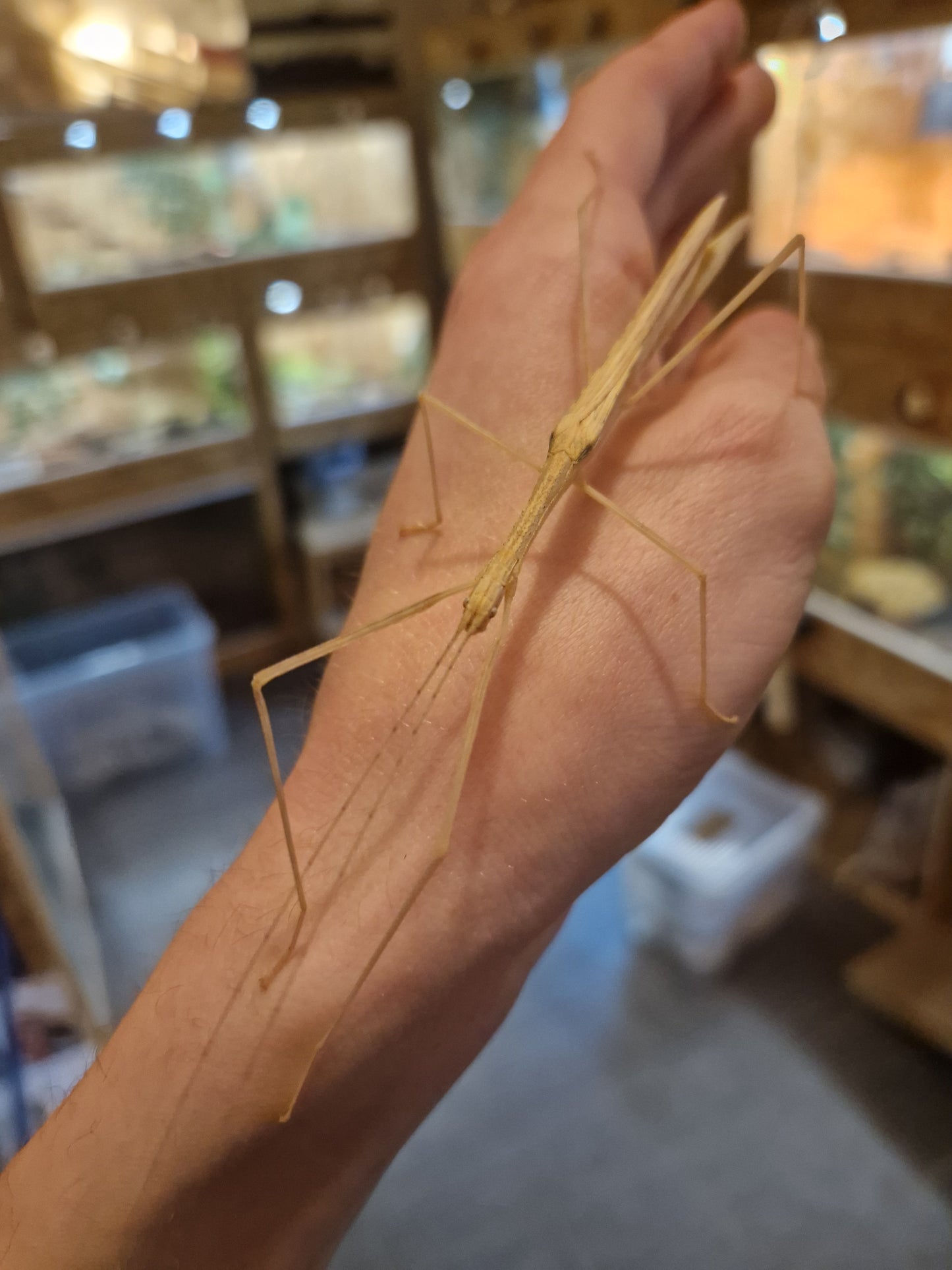 Sipyloidea sipylus