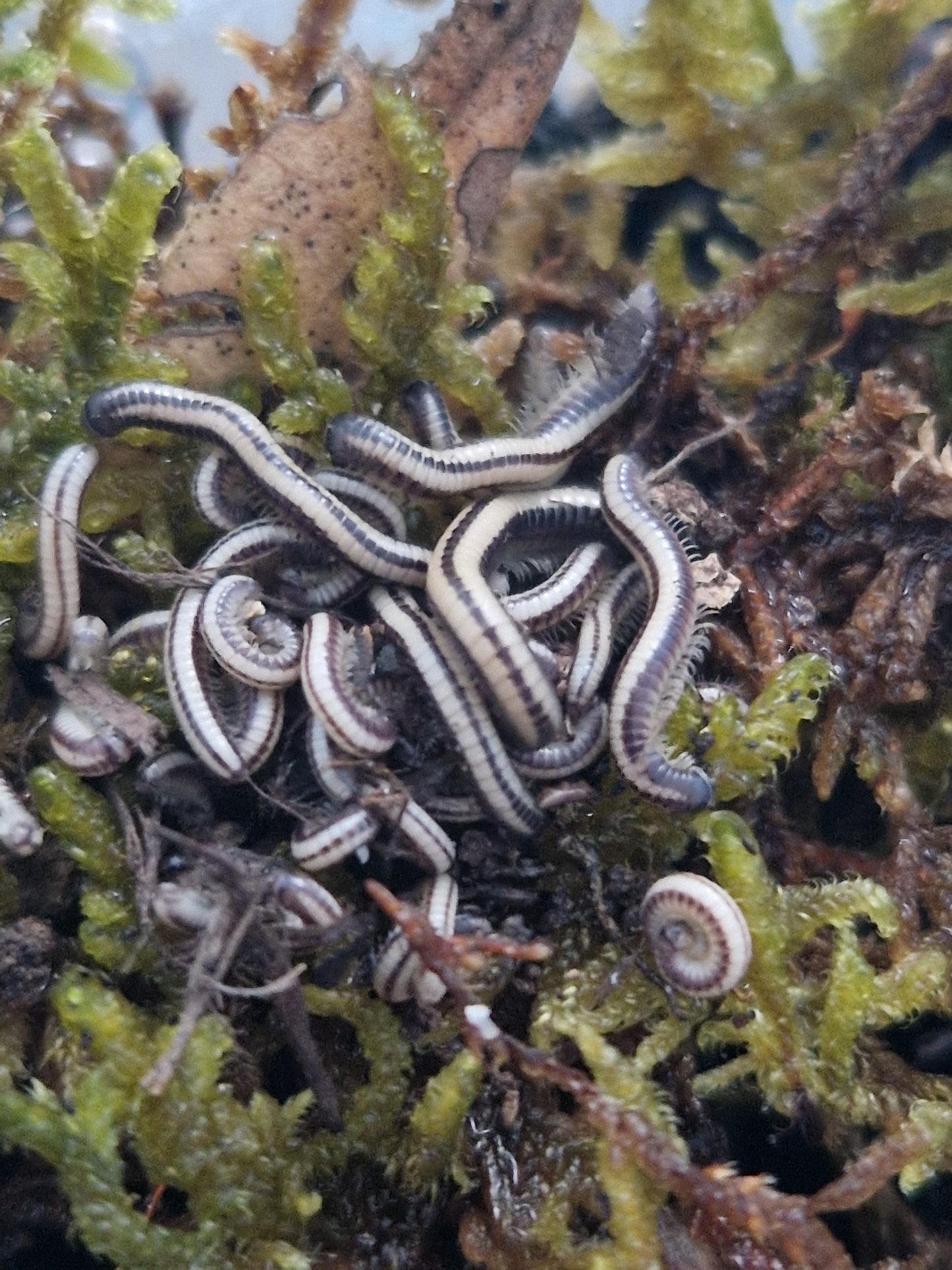 Spirobollelus sp. Maui