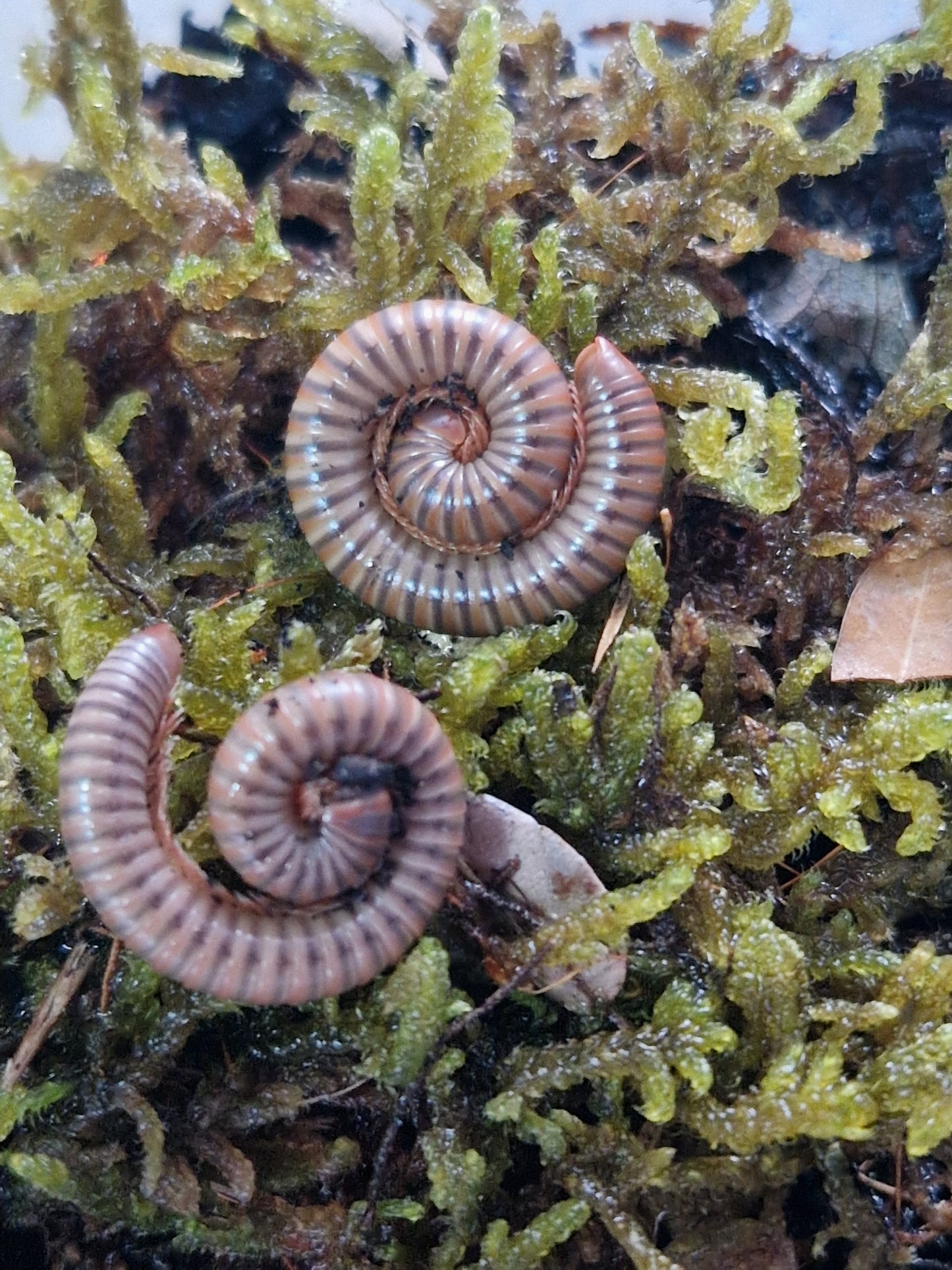 Atopochetus red saturn spinimargo