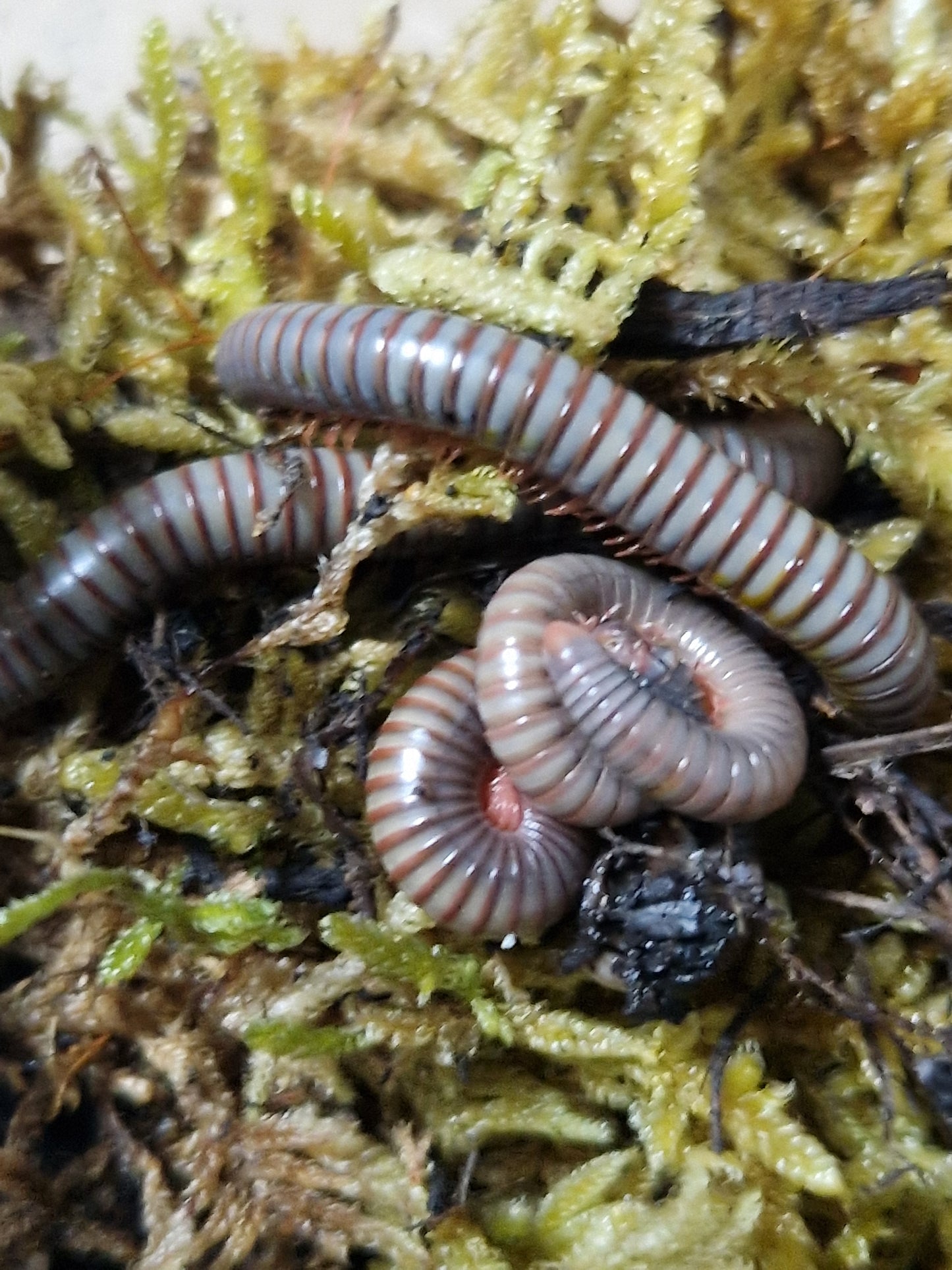 Atopochetus caudulanus