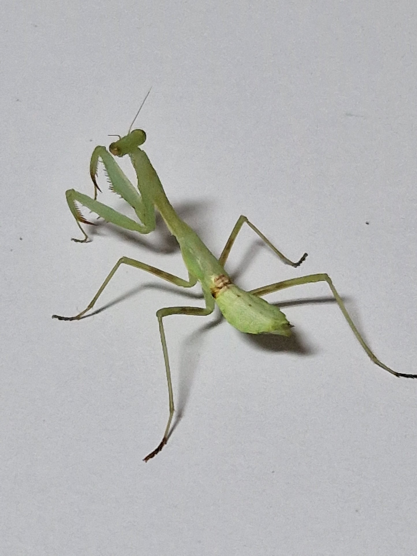 Miomantis caffra