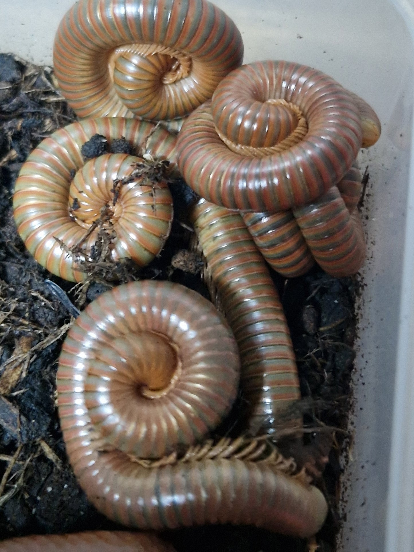 Spirostreptus sp.1