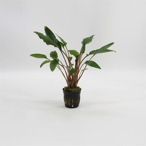 Cryptocoryne wendtii red