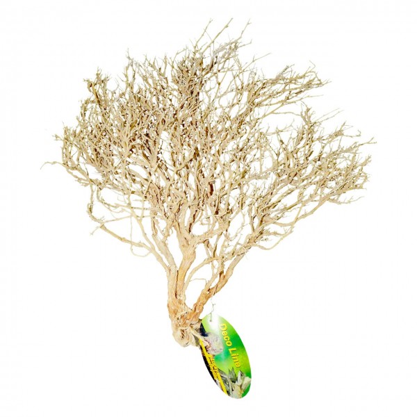 Buisson du desert