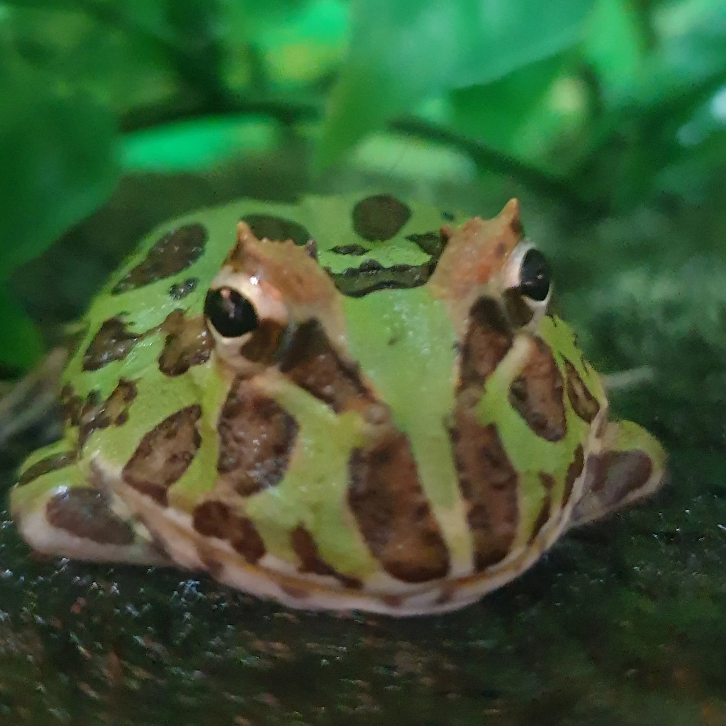 Kit Grenouille Pacman