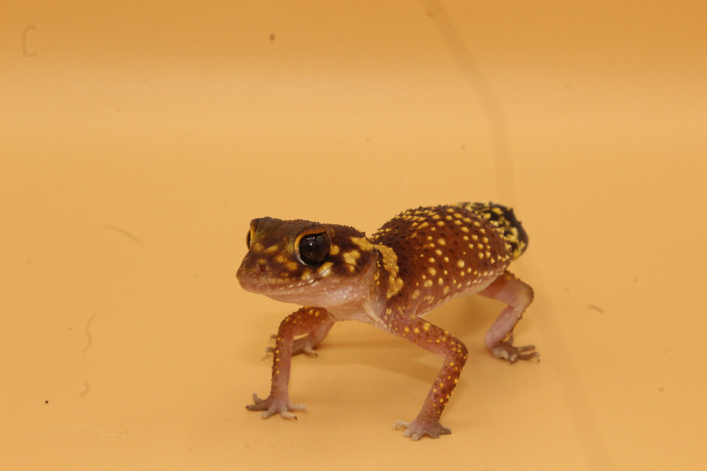 Kit Gecko Aboyeur