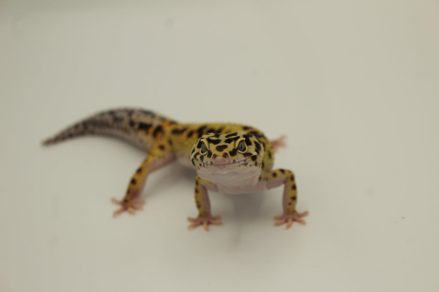 Kit Gecko léopard