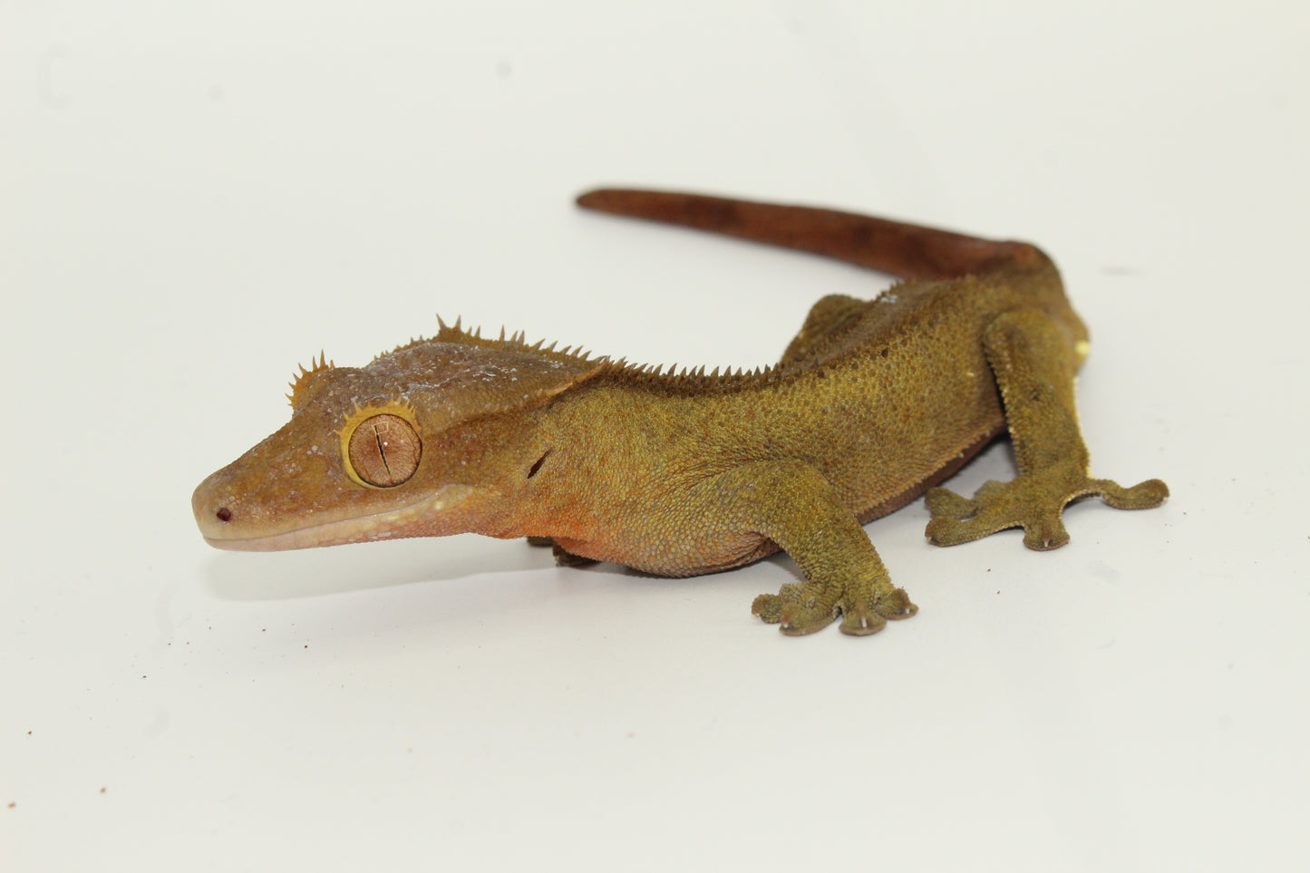 Kit gecko à crête sans chauffage