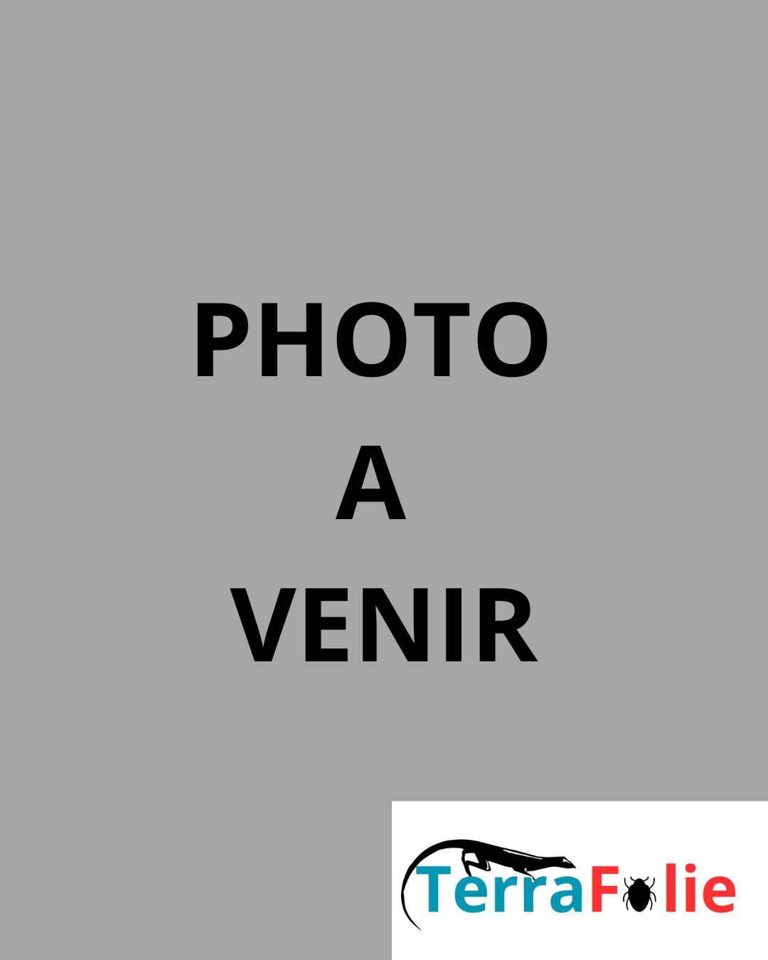 Porcellio scaber orange