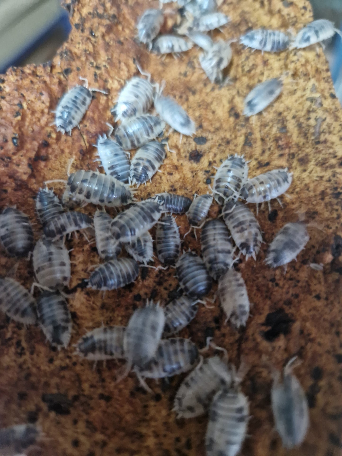 Porcellio laevis dalmatien