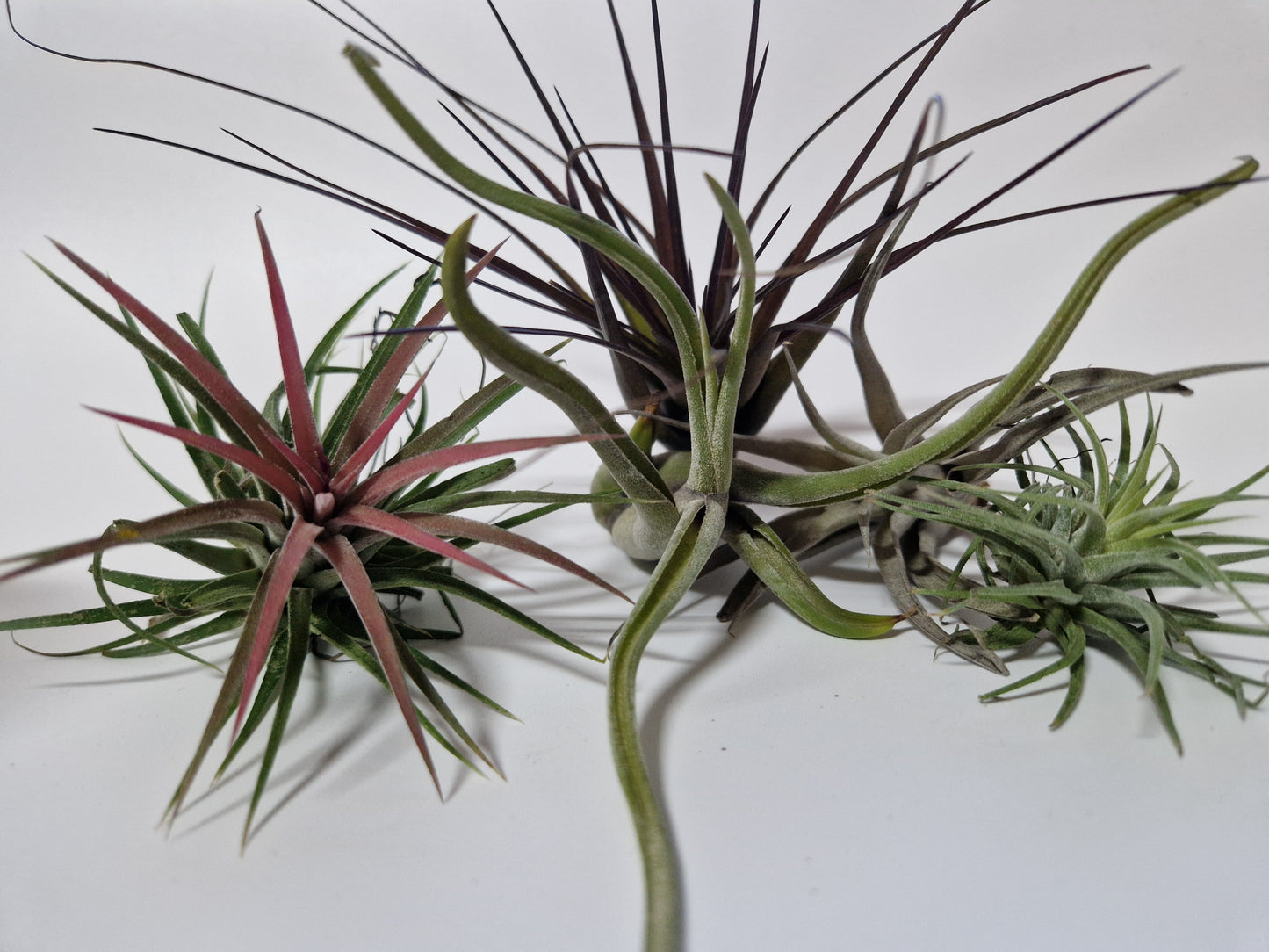 Tillandsia mix