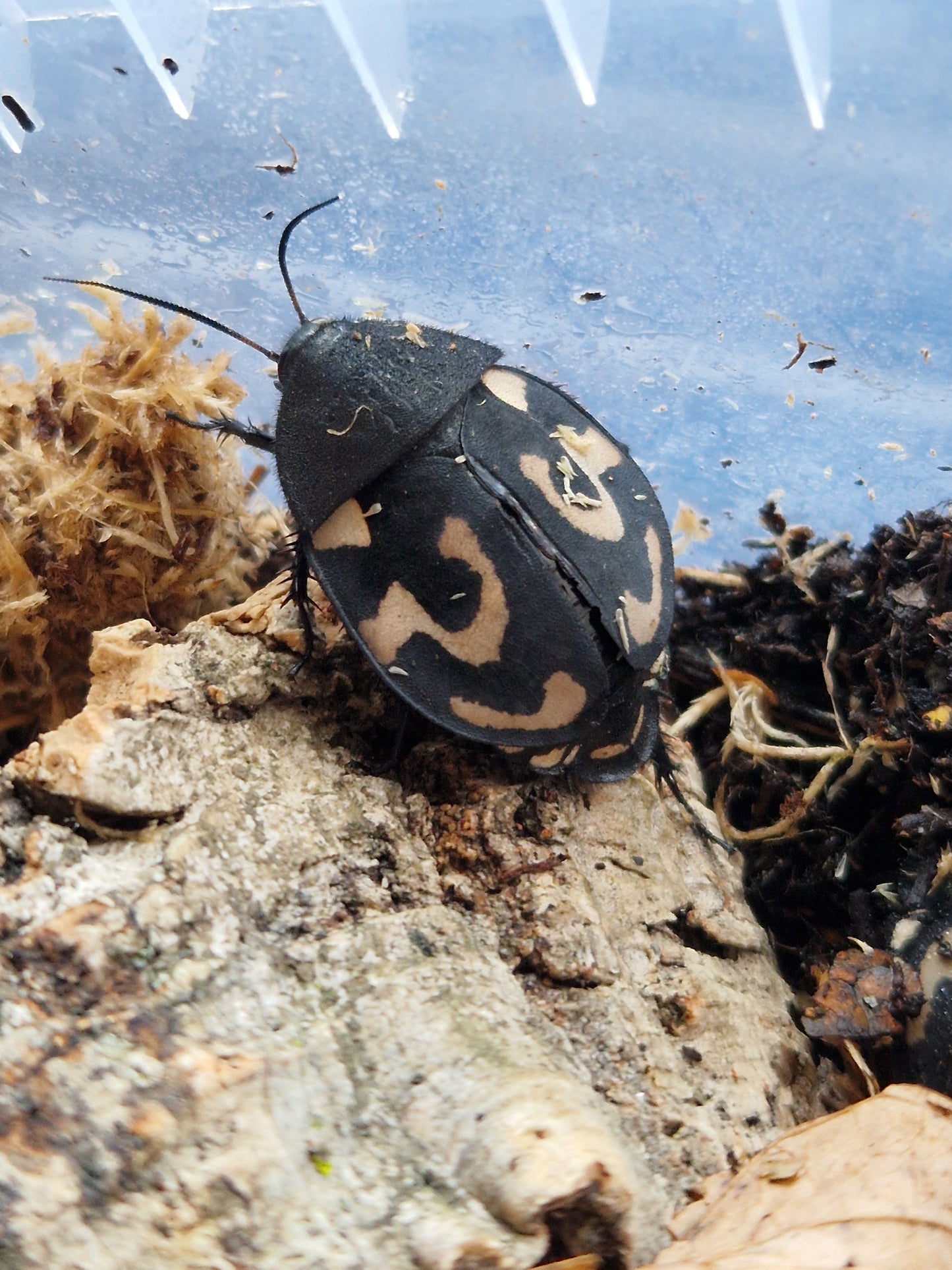 Therea olegrandjeani