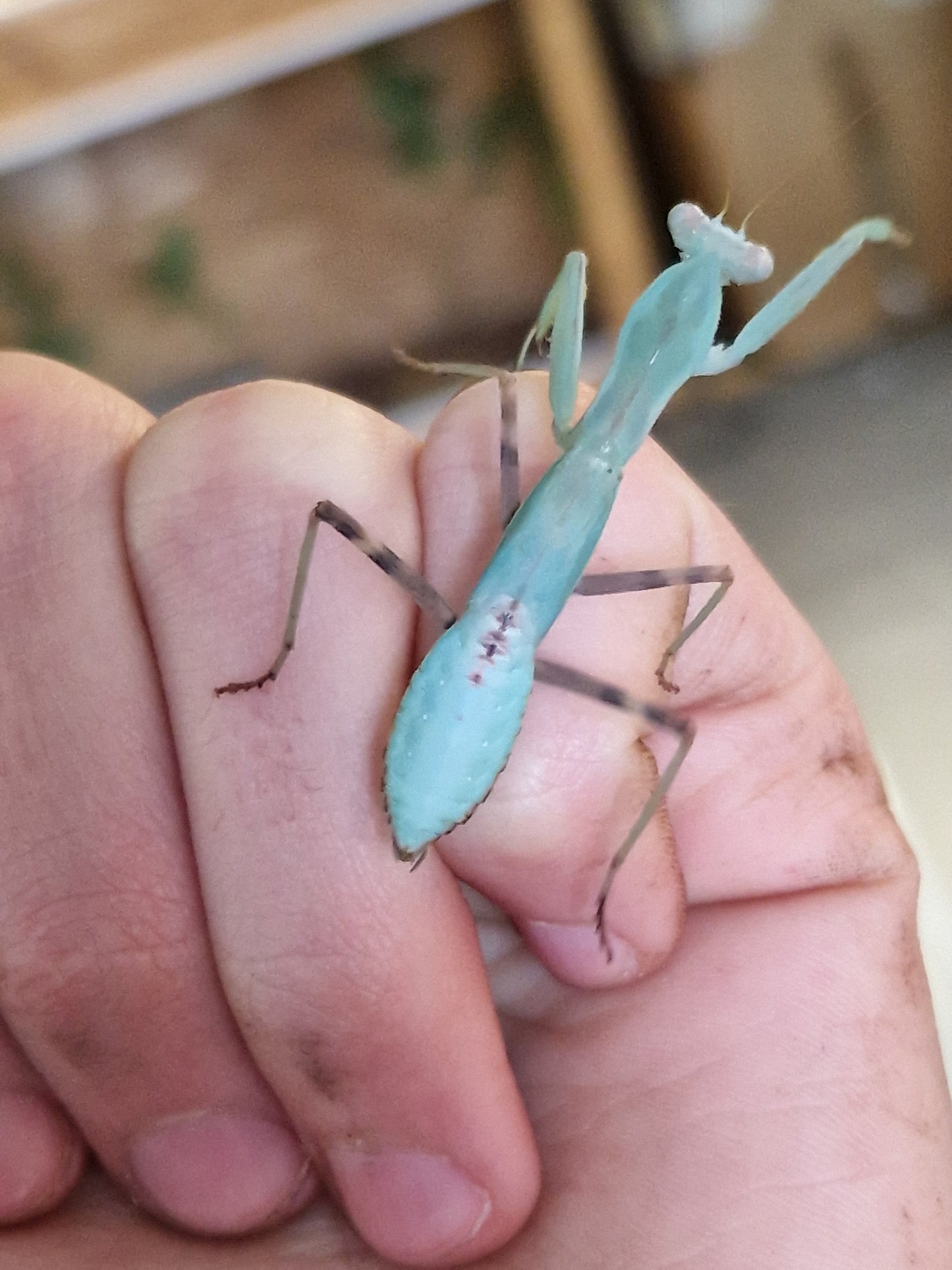Hierodula patellifera