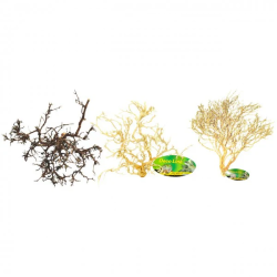 Buisson du desert Lucky Reptile