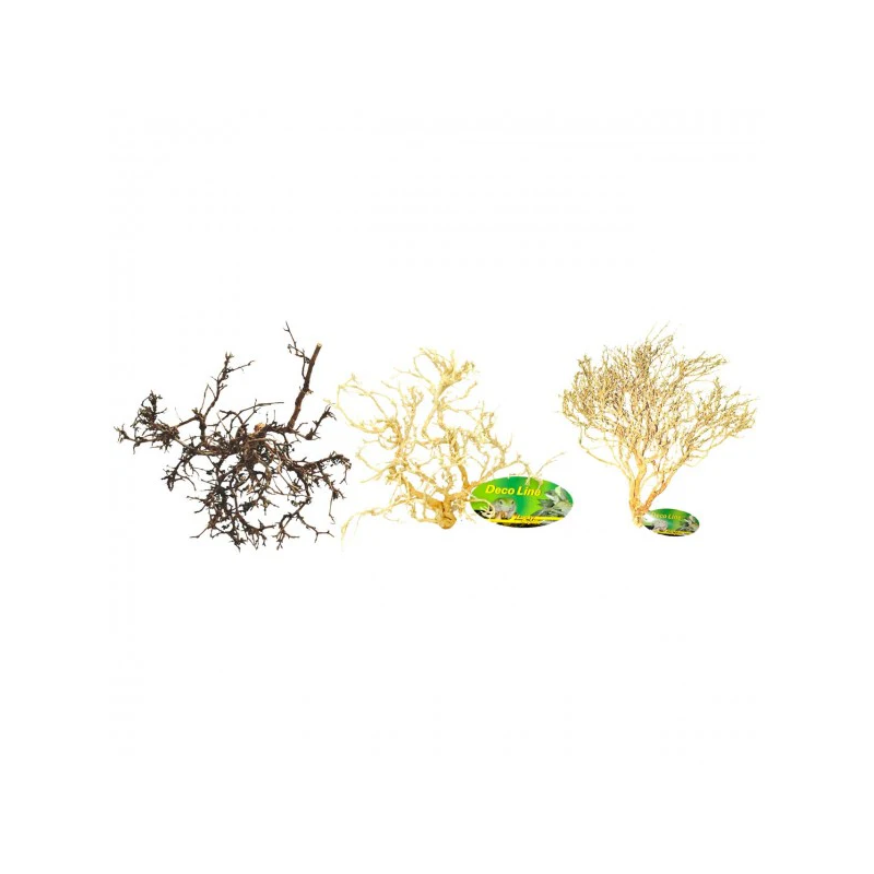 Buisson du desert Lucky Reptile