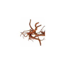 Racine araignée S